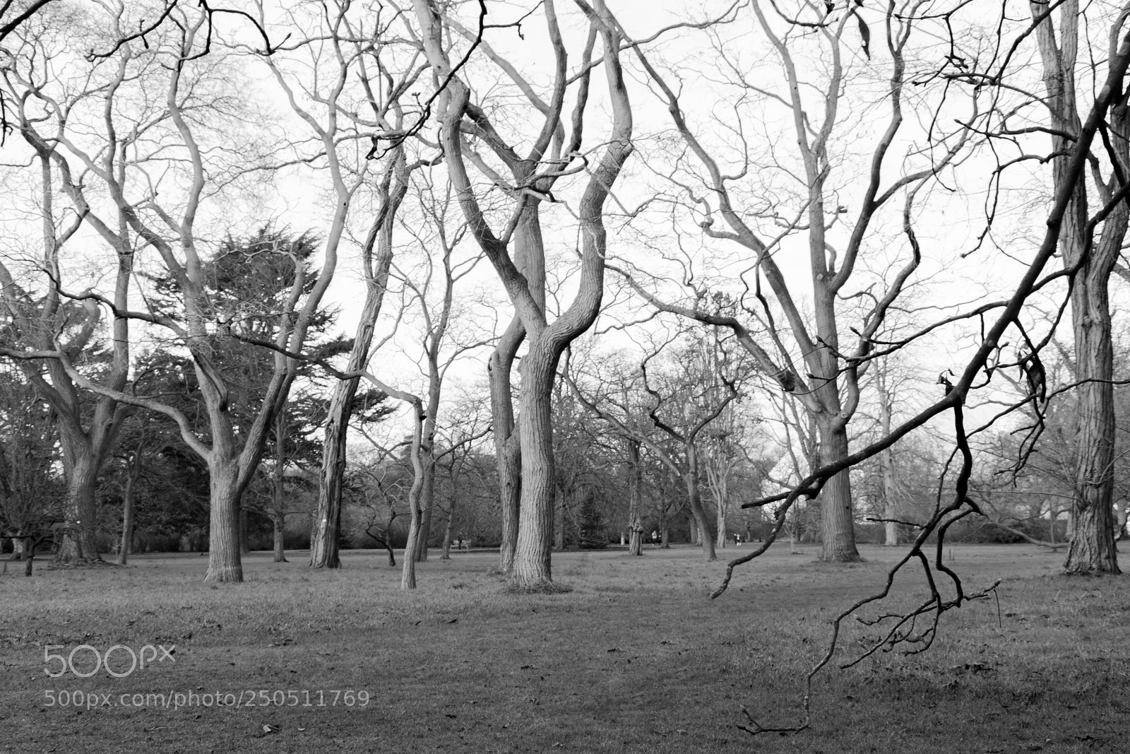 Nikon D5200 sample photo. Kew photography