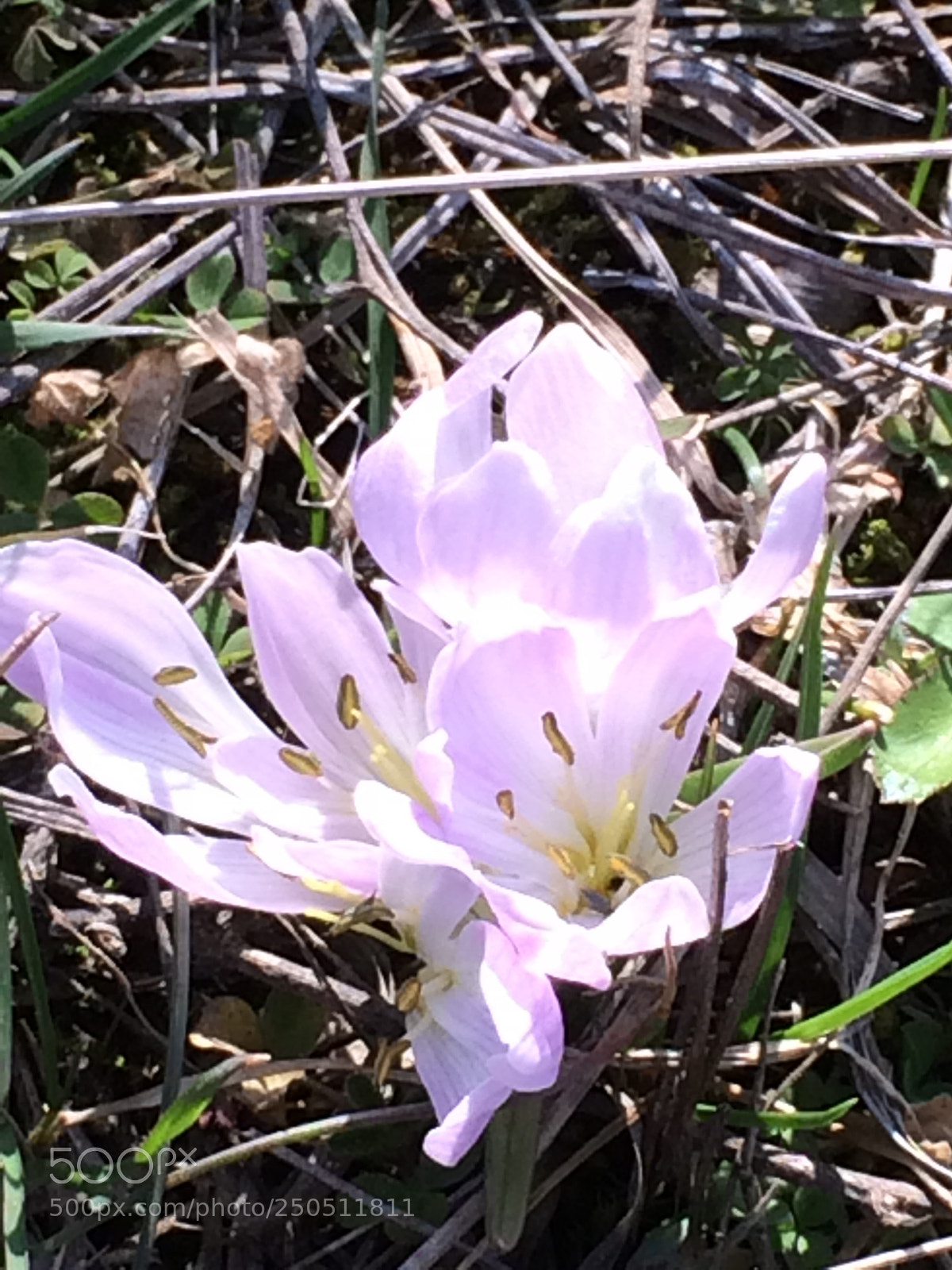 Apple iPhone 5s sample photo. Untitled photography