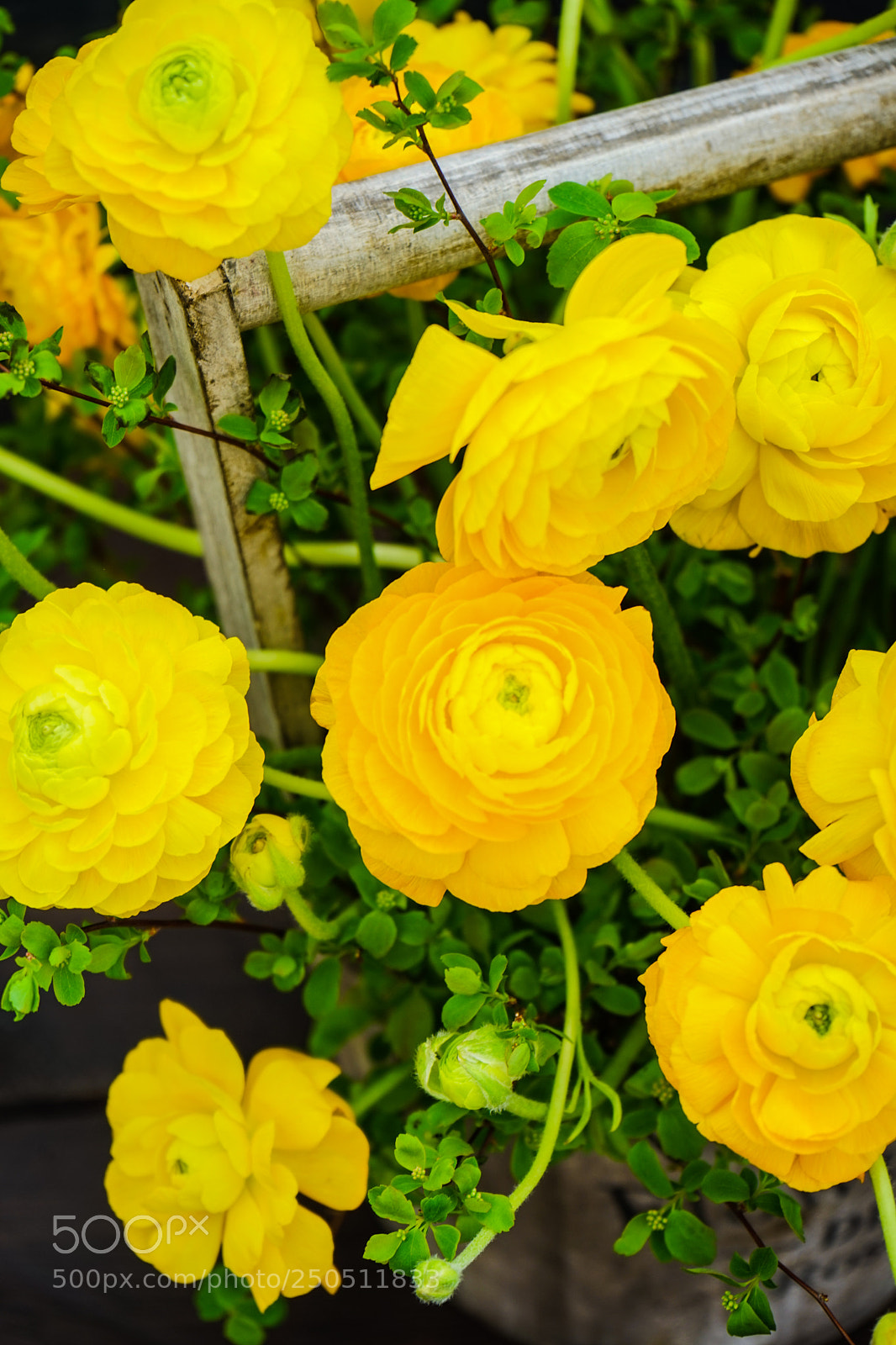 Sony a7 sample photo. Beautiful summer bouquet photography