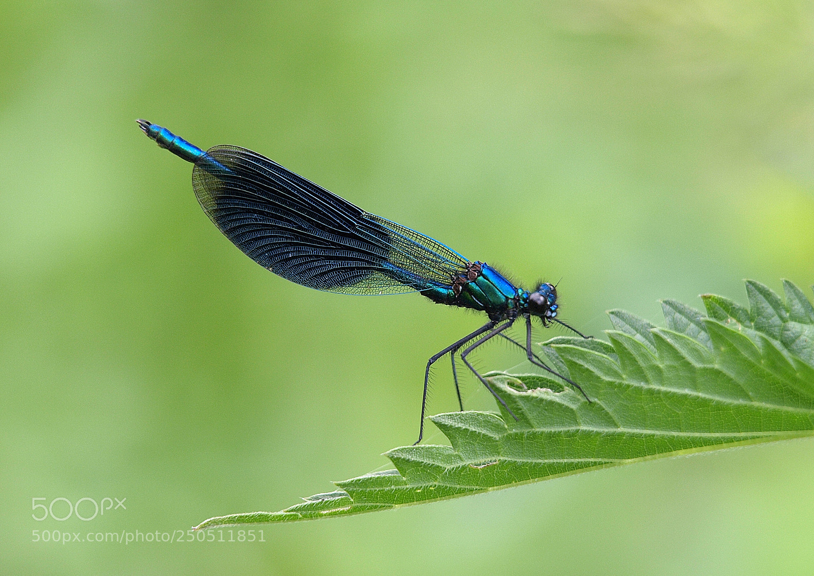 Olympus E-510 (EVOLT E-510) sample photo. Banded demoiselle photography