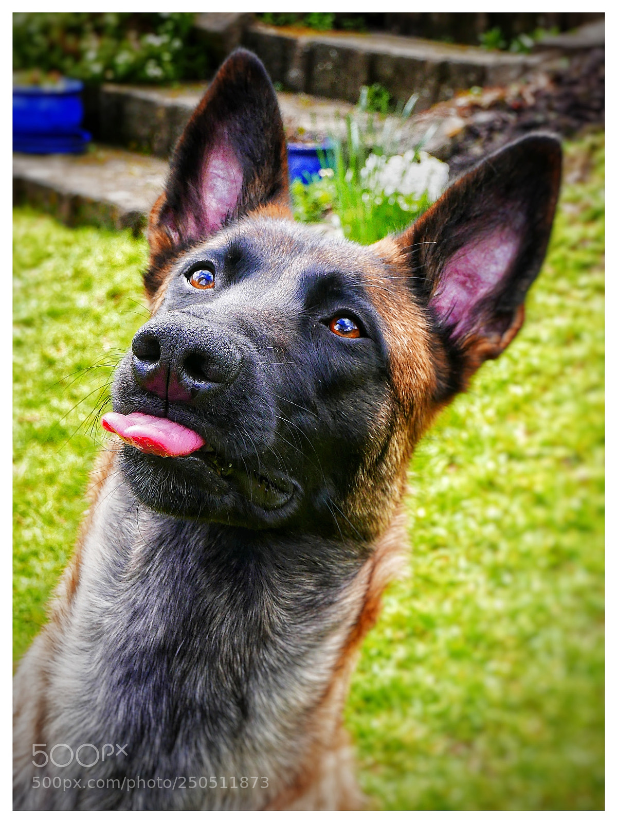 Panasonic Lumix DMC-LX100 sample photo. ... stick tongue...? photography