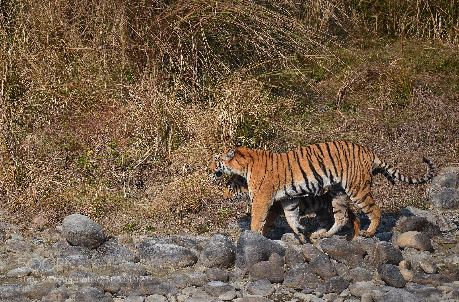 Nikon D600 sample photo. Unconditional love photography