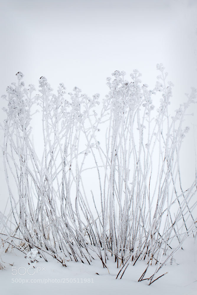 Canon EOS 70D sample photo. Icy flowers photography