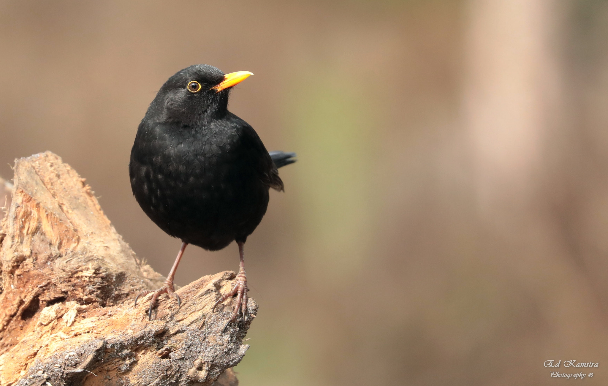 Canon EOS 5D Mark IV sample photo. Blackbird photography