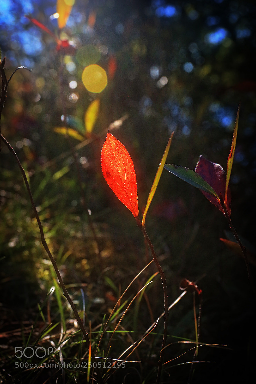 Canon EOS-1D X sample photo. Catching the light photography