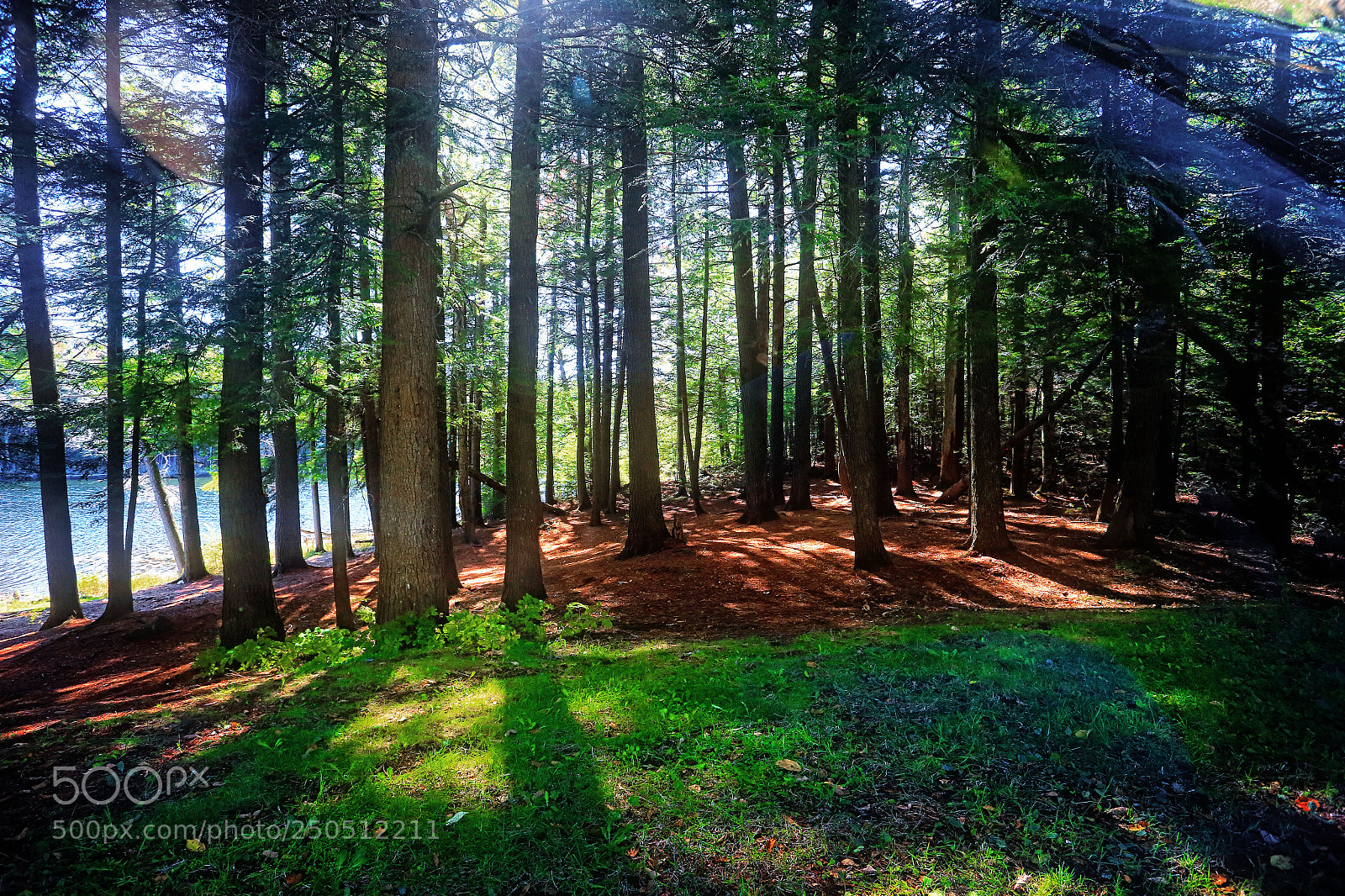 Canon EOS-1D X sample photo. Grove of trees photography