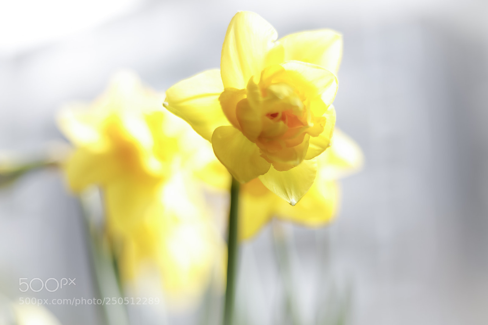 Canon EOS 5D Mark IV sample photo. Untitled photography