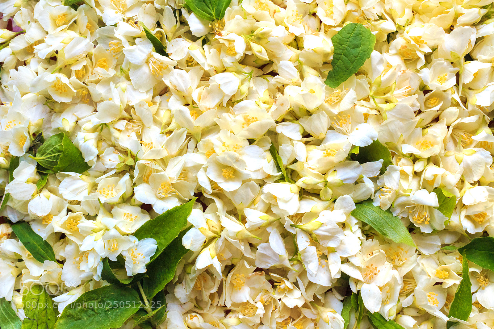 Canon EOS 650D (EOS Rebel T4i / EOS Kiss X6i) sample photo. White jasmine flower photography
