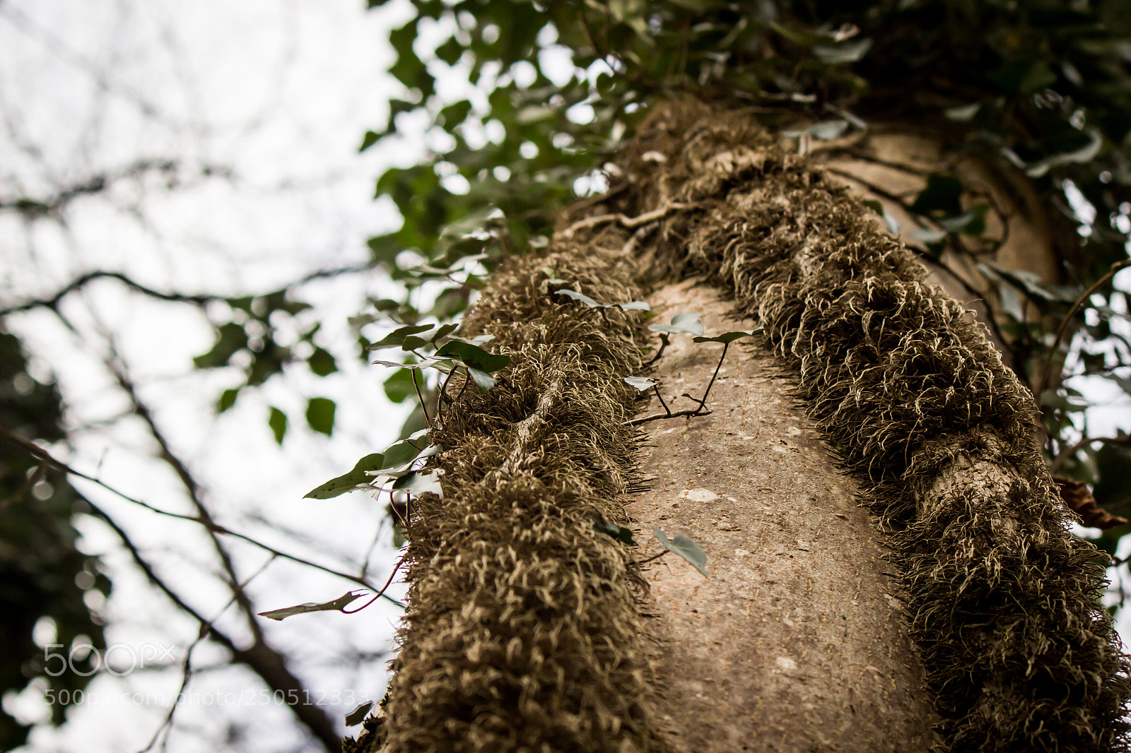 Canon EOS 600D (Rebel EOS T3i / EOS Kiss X5) sample photo. Rampiacanti... photography