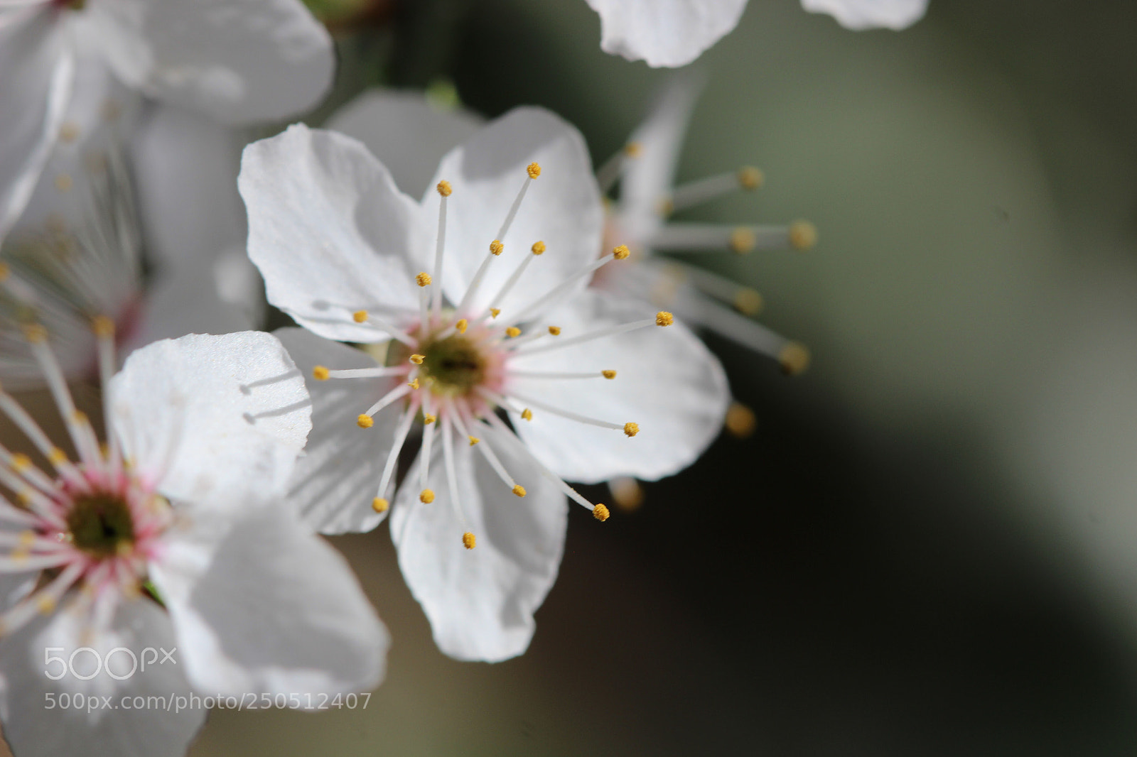 Canon EOS 600D (Rebel EOS T3i / EOS Kiss X5) sample photo. Focusing to the center photography