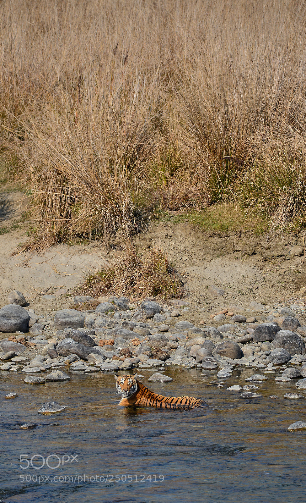 Nikon D600 sample photo. Paaro photography