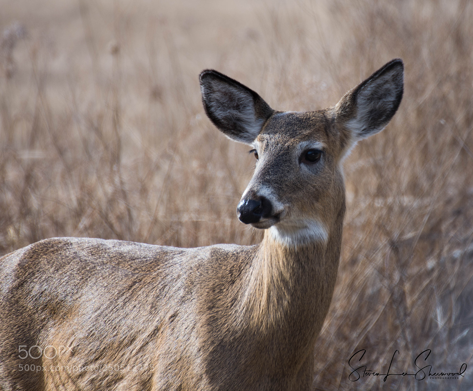 Nikon D7200 sample photo. Deer portrait photography