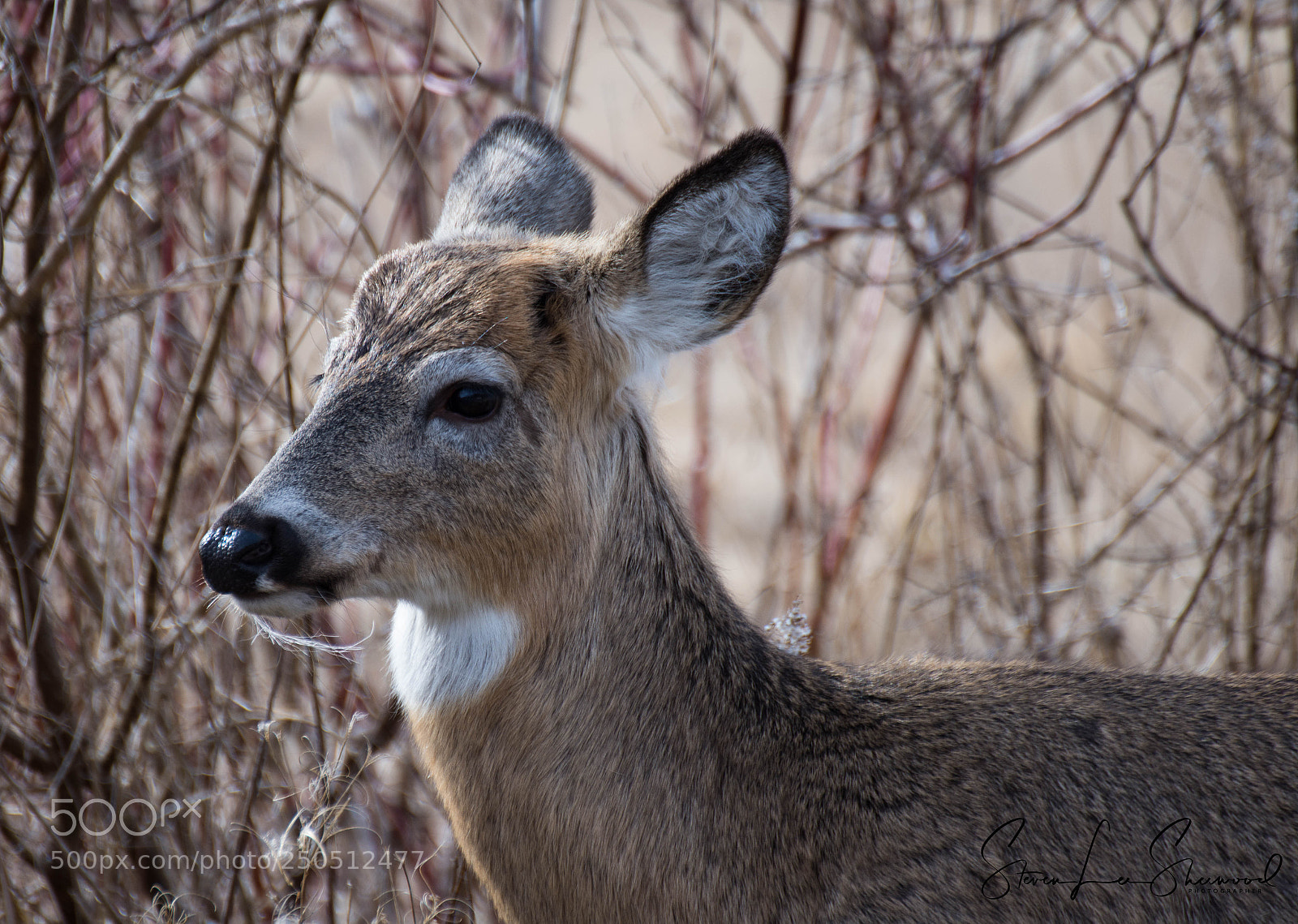 Nikon D7200 sample photo. Deer portrait photography