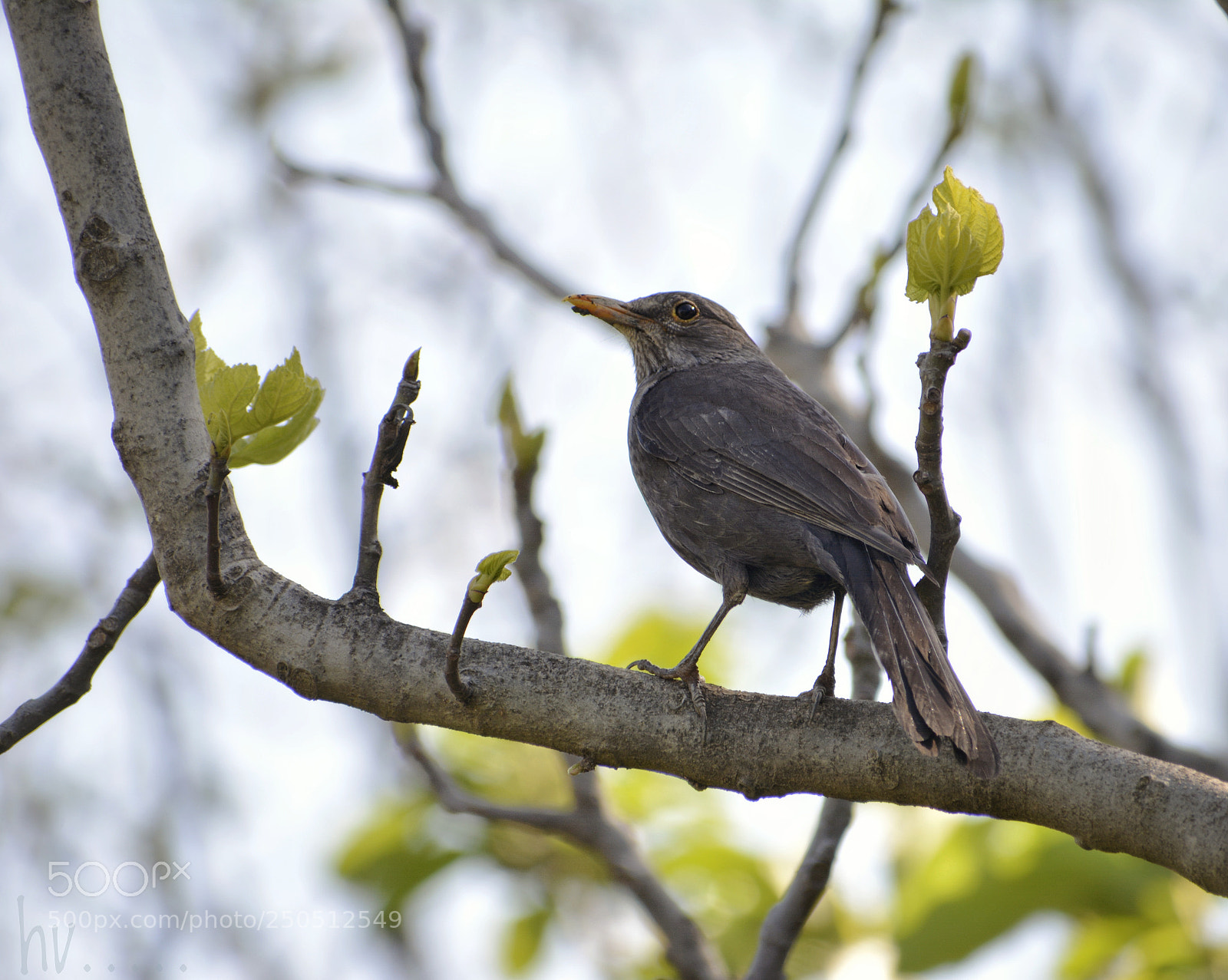 Nikon D7100 sample photo. Black bird photography