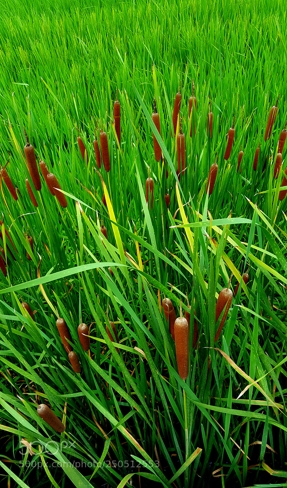 Samsung GALAXY S6 edge sample photo. Sausage of nature photography