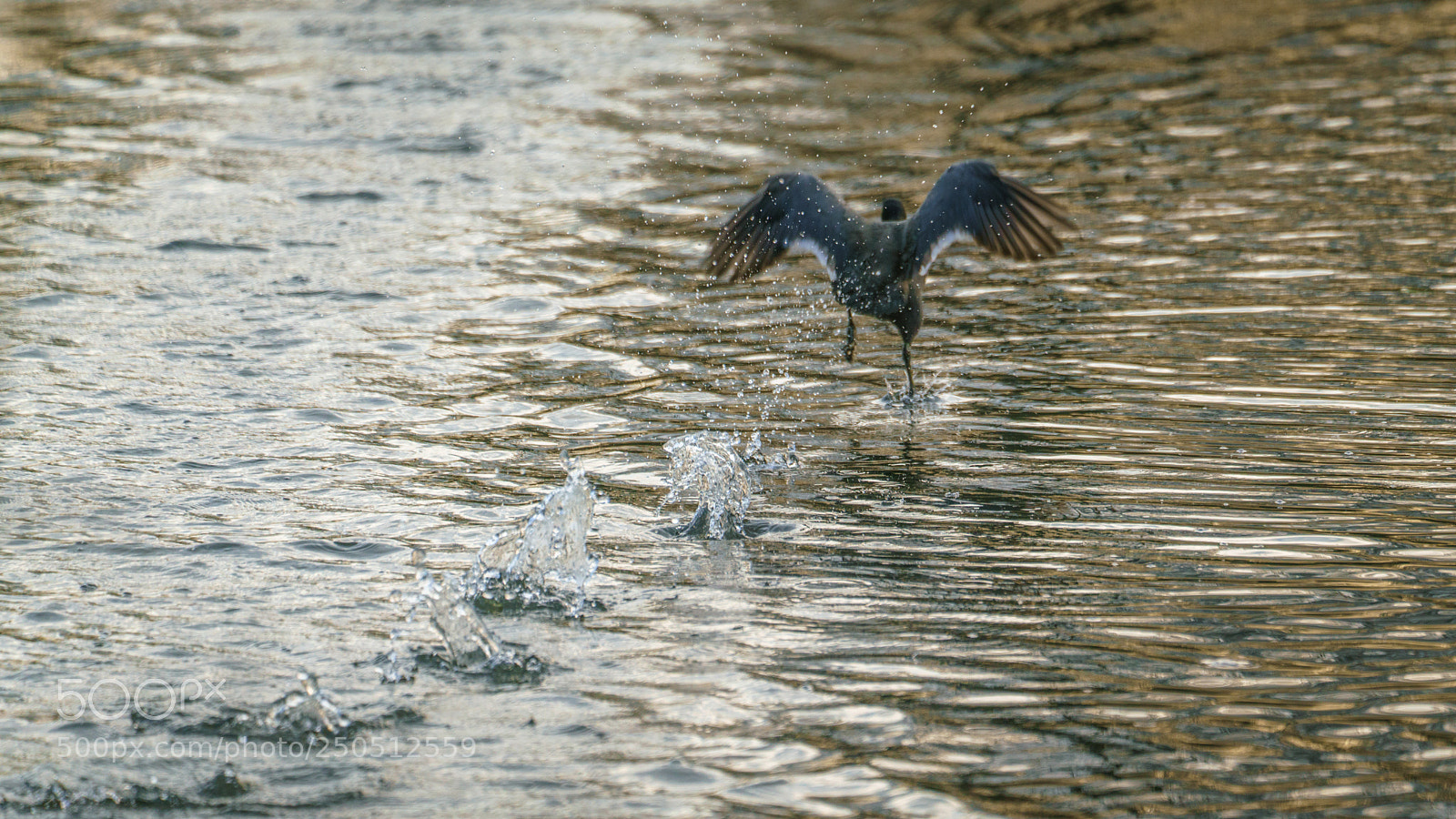 Sony a7R III sample photo. Run away! photography