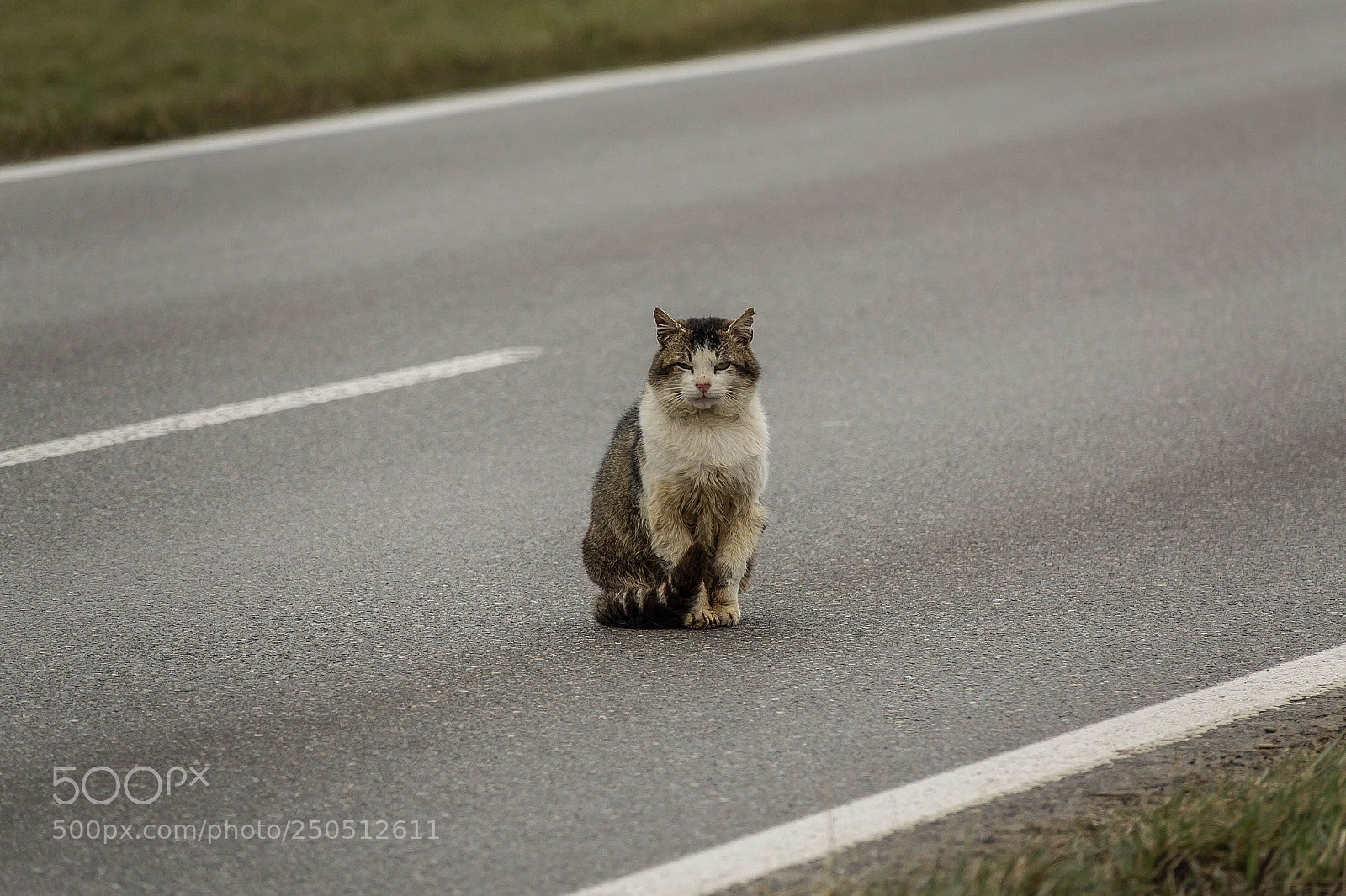 Sony Cyber-shot DSC-RX10 III sample photo. Suicide tomcat photography
