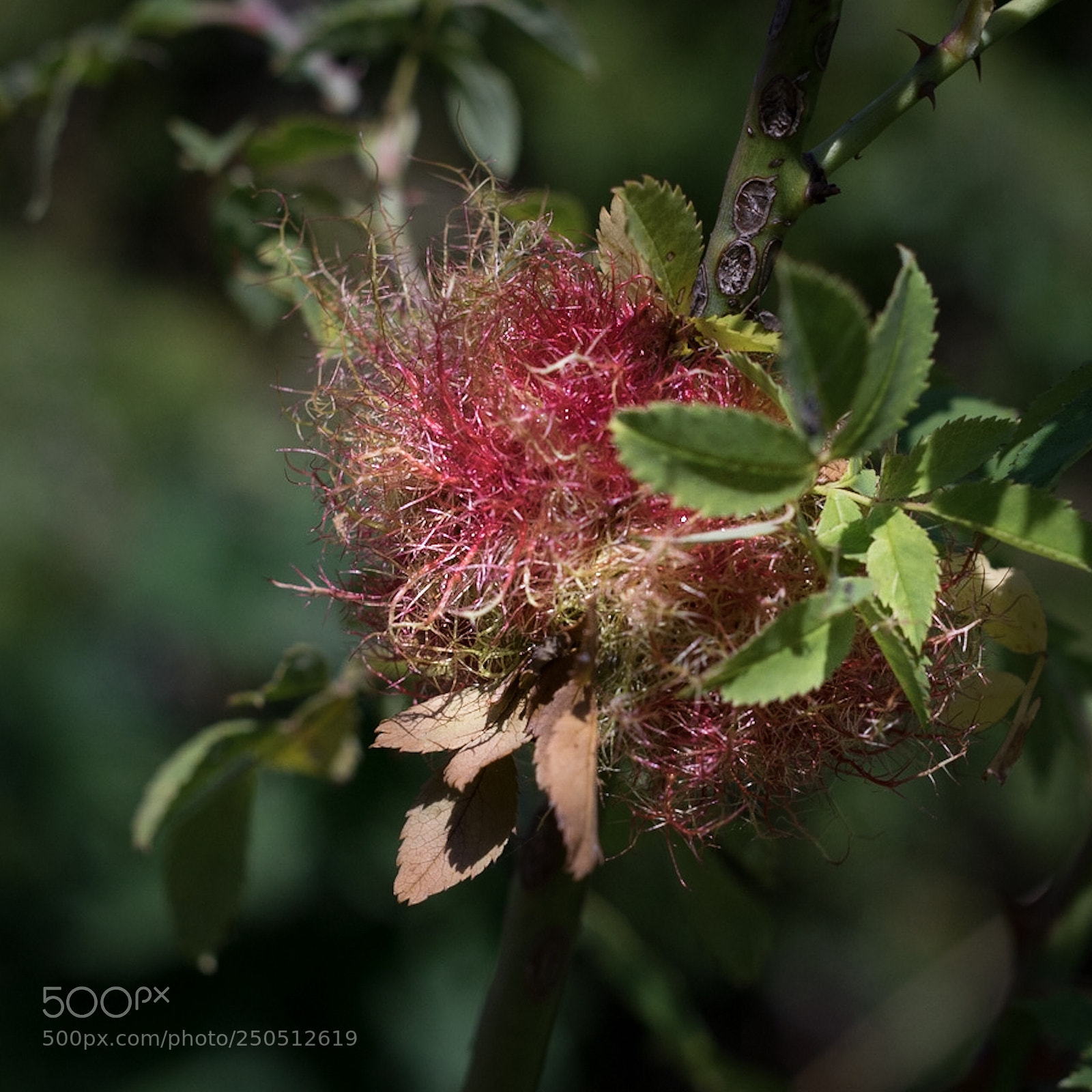 Sony a7R sample photo. Nature  photography