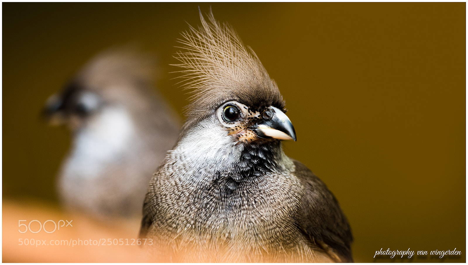 Olympus OM-D E-M1 Mark II sample photo. Colius striatus photography
