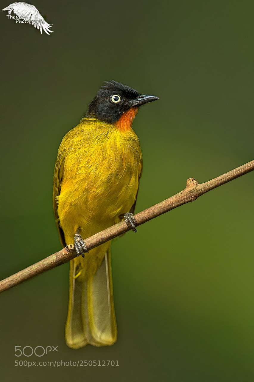 Canon EOS-1D X sample photo. Ruby-throated bulbul photography