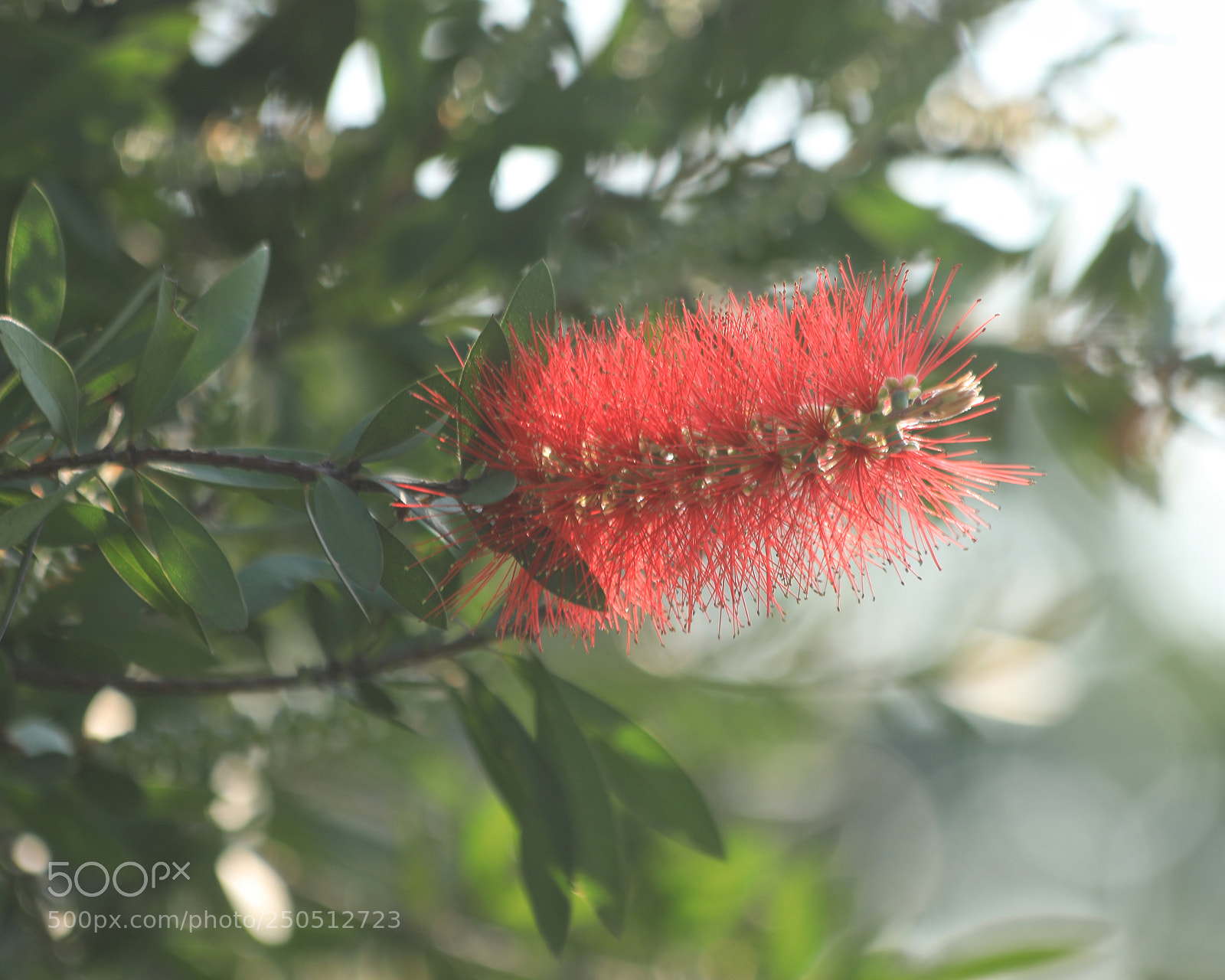Canon EOS 5D Mark IV sample photo. Flower photography
