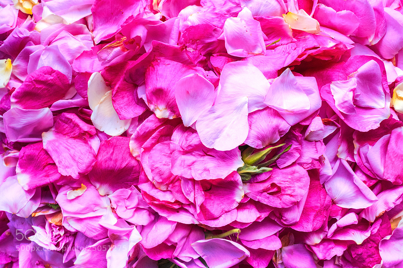 Canon EOS 650D (EOS Rebel T4i / EOS Kiss X6i) sample photo. Pink rose petals photography