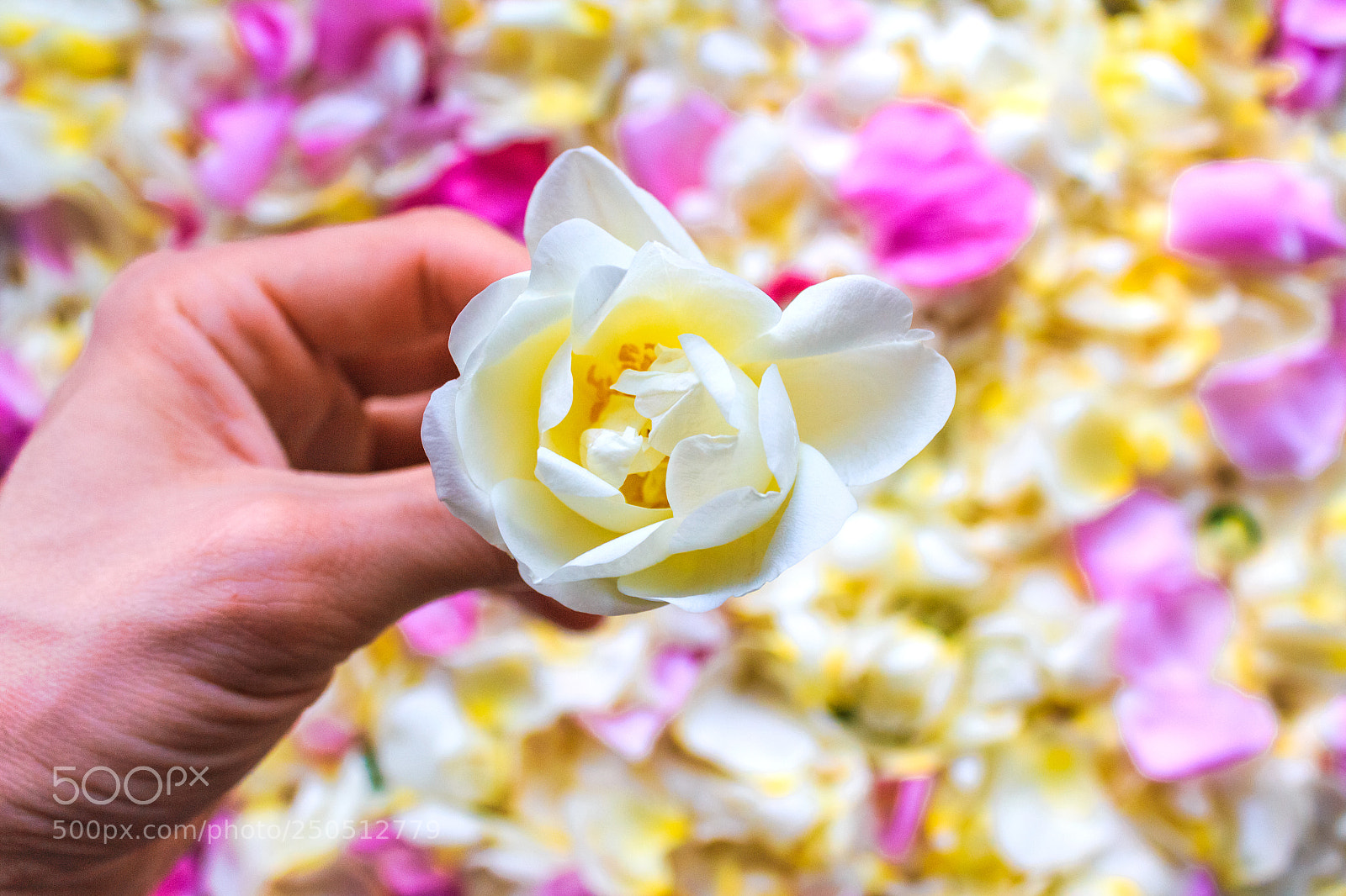 Canon EOS 650D (EOS Rebel T4i / EOS Kiss X6i) sample photo. Jasmine flower in hand photography