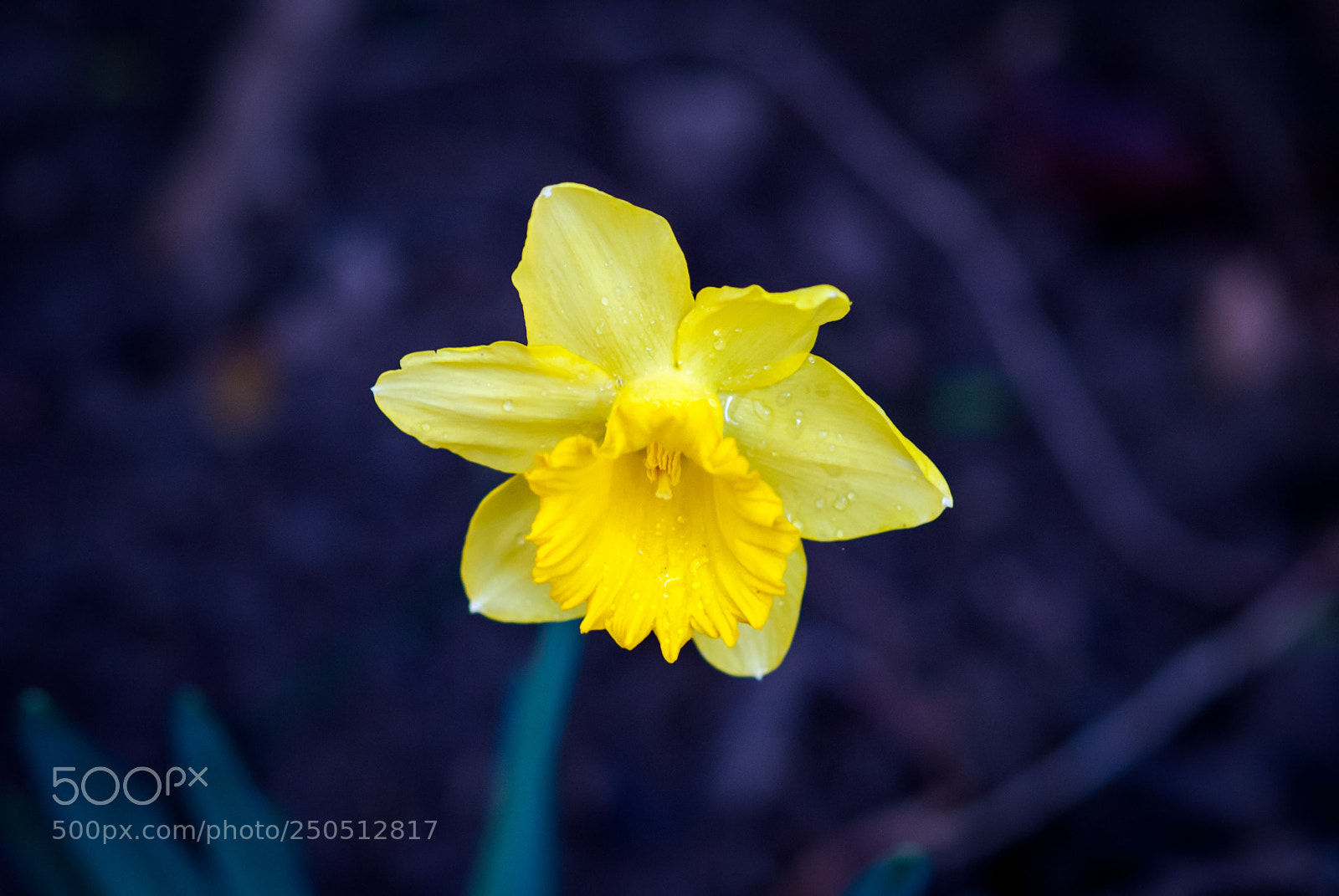 Sony Alpha DSLR-A200 sample photo. 黄水仙？ photography