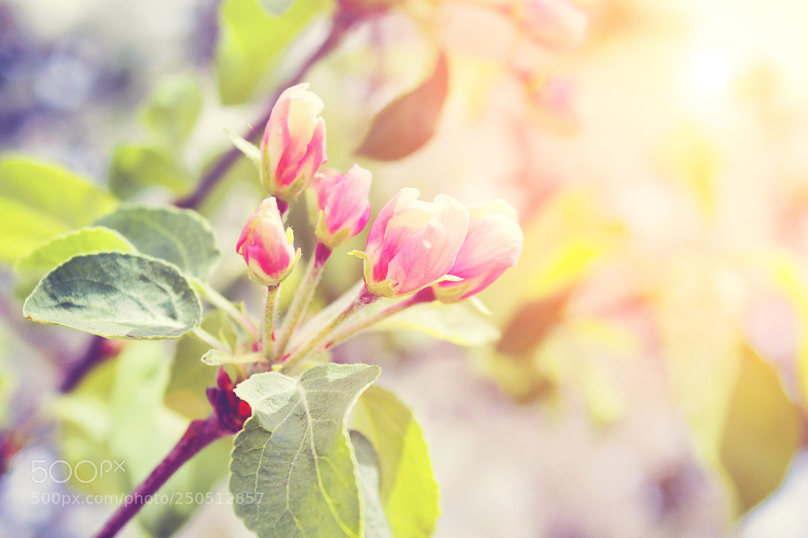 Canon EOS 650D (EOS Rebel T4i / EOS Kiss X6i) sample photo. Blossoming pink flowers on photography