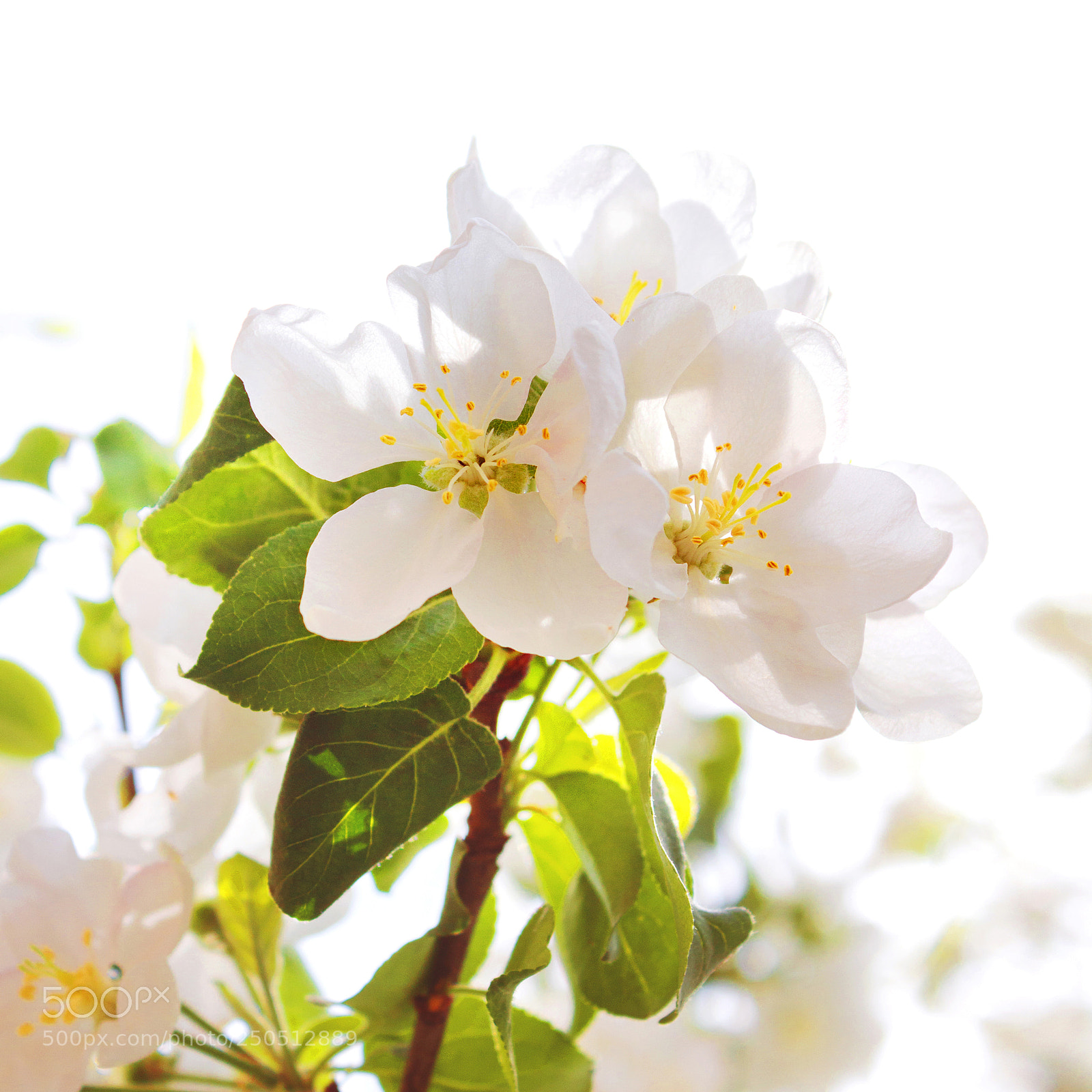 Canon EOS 650D (EOS Rebel T4i / EOS Kiss X6i) sample photo. Flowering spring tree photography