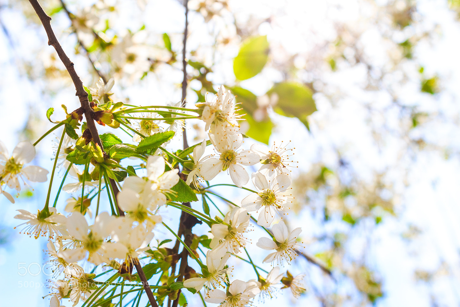 Canon EOS 650D (EOS Rebel T4i / EOS Kiss X6i) sample photo. Spring flowers tree photography