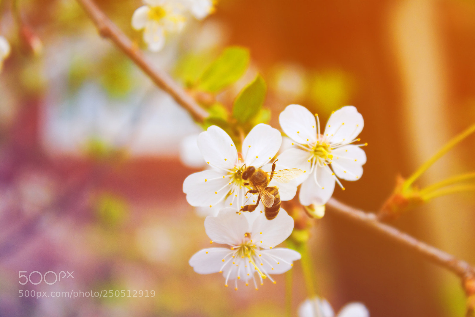 Canon EOS 650D (EOS Rebel T4i / EOS Kiss X6i) sample photo. Bee on a white photography