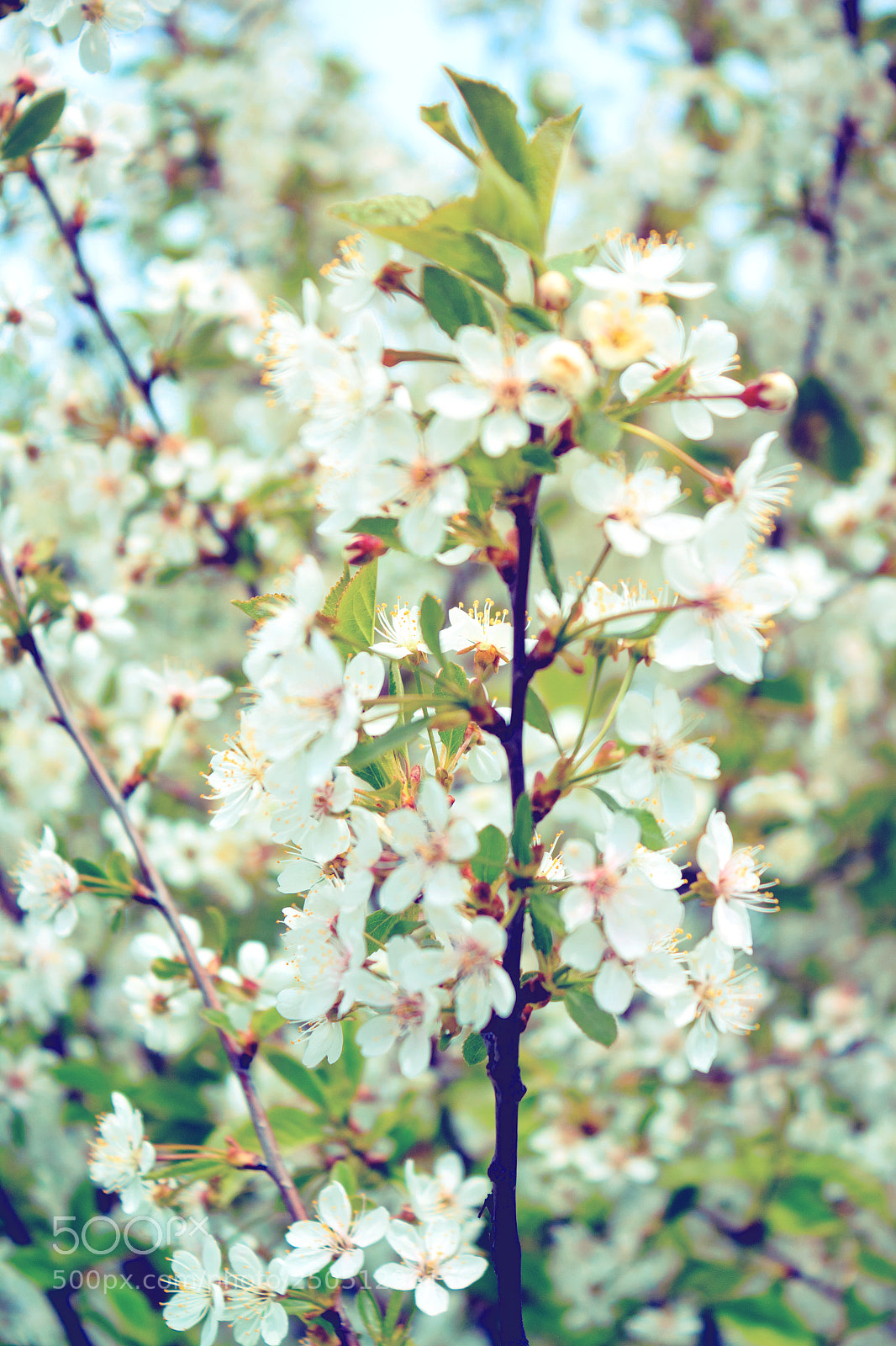 Canon EOS 650D (EOS Rebel T4i / EOS Kiss X6i) sample photo. Flowers on a branch photography