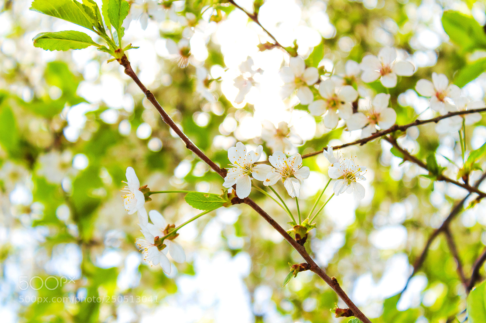 Canon EOS 650D (EOS Rebel T4i / EOS Kiss X6i) sample photo. White flowers on a photography