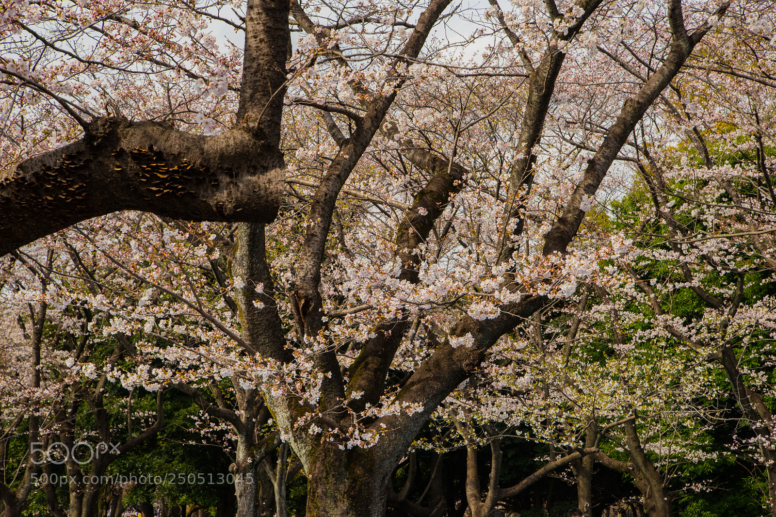 Sony SLT-A99V sample photo. Sakura at yoyogi park photography