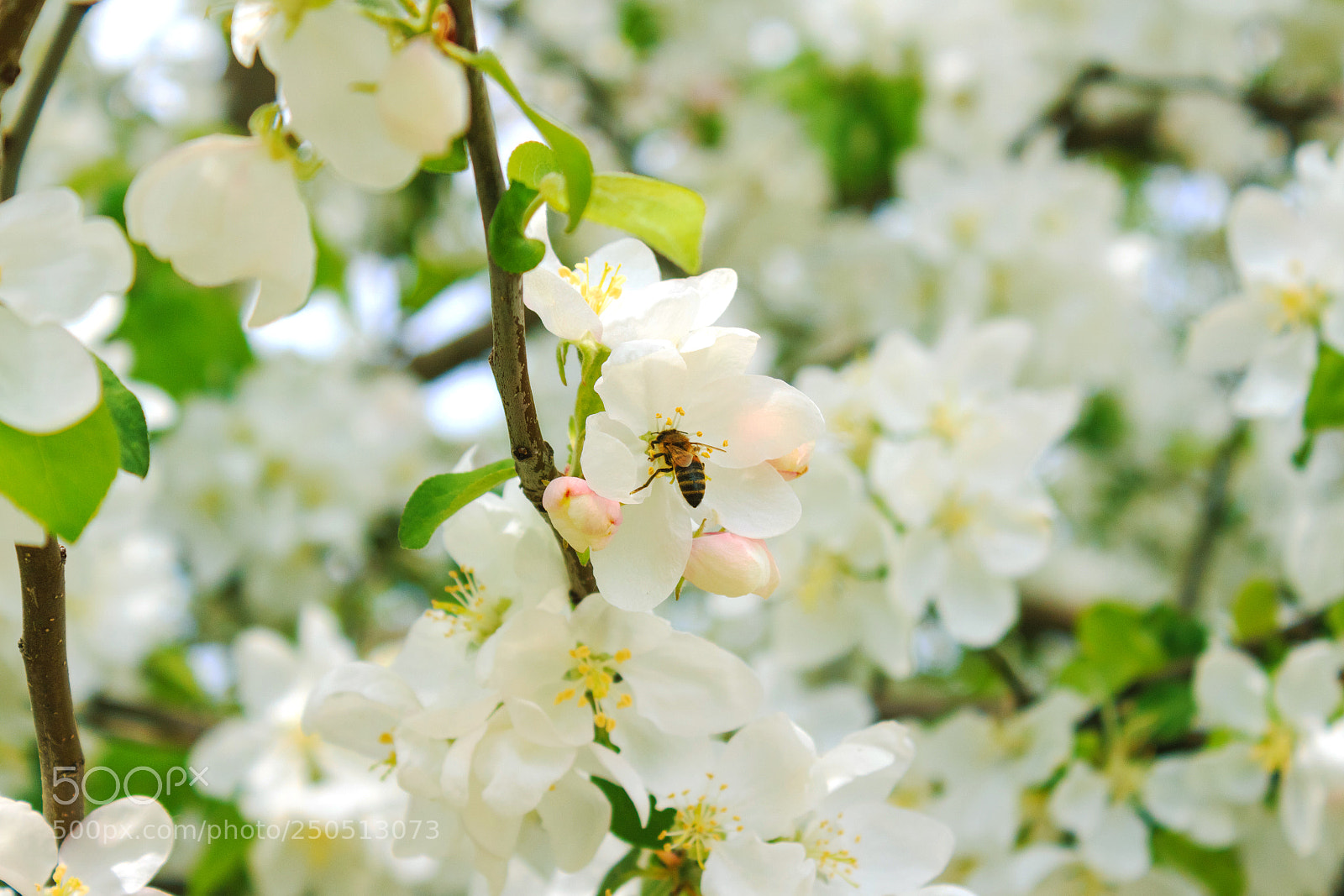 Canon EOS 650D (EOS Rebel T4i / EOS Kiss X6i) sample photo. Bee on a flower photography
