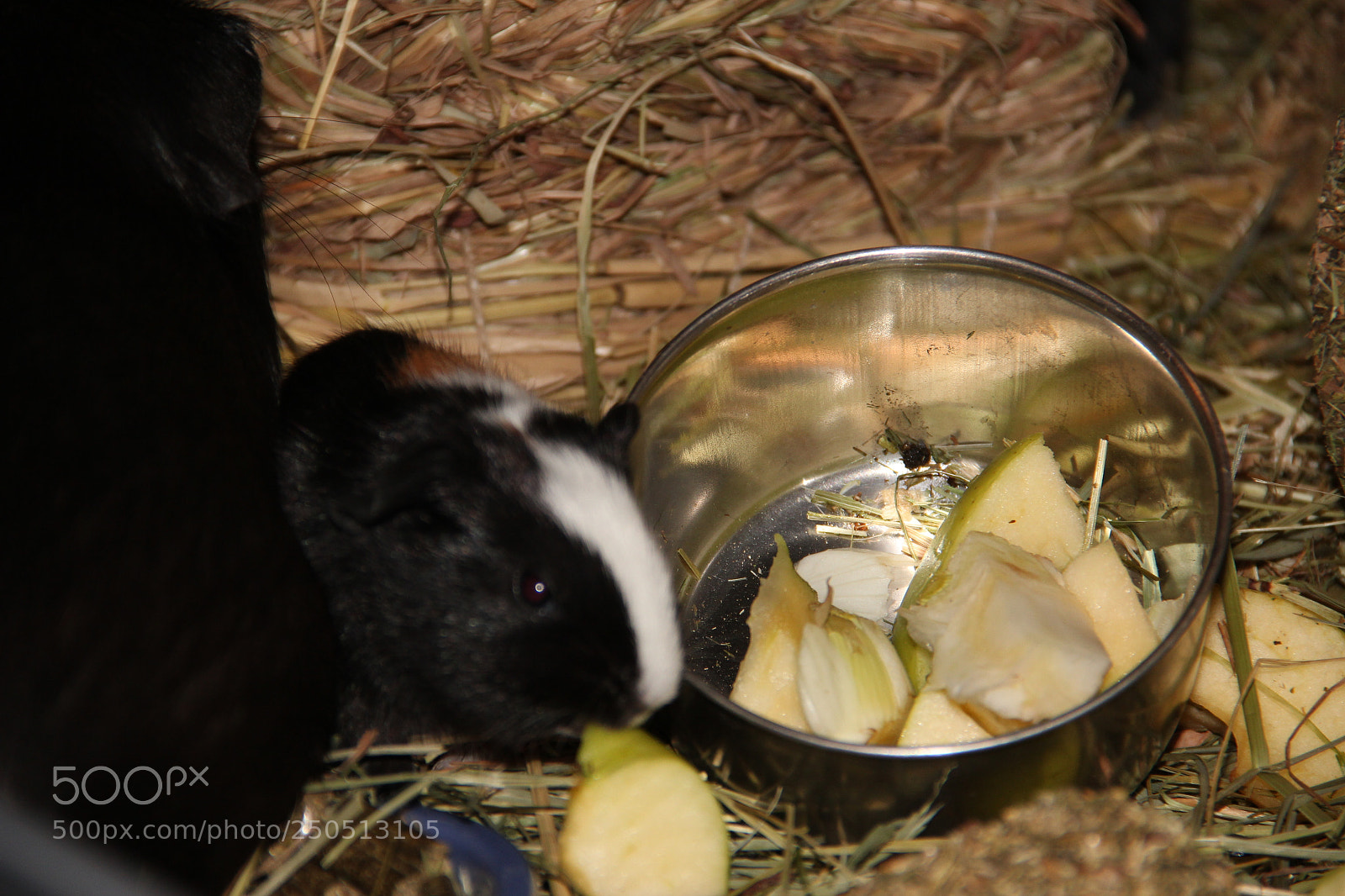 Canon EF-S 18-135mm F3.5-5.6 IS sample photo. Pet9 photography