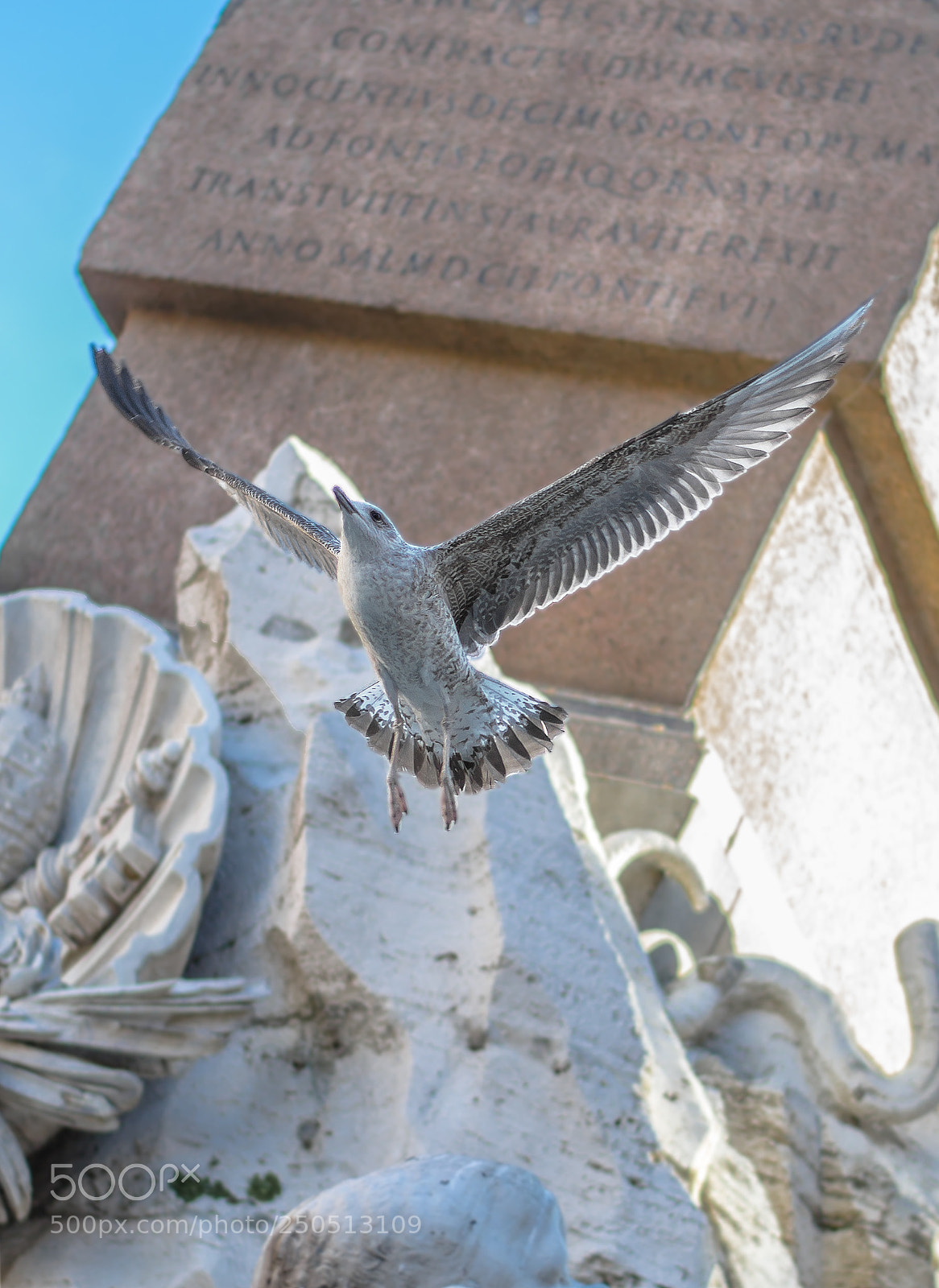 Nikon D3100 sample photo. A seagull in rome photography