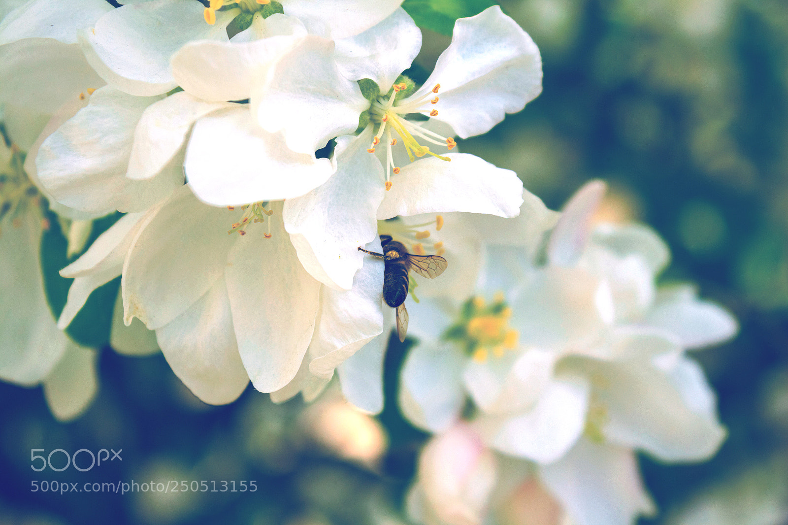 Canon EOS 650D (EOS Rebel T4i / EOS Kiss X6i) sample photo. Bee collects nectar photography