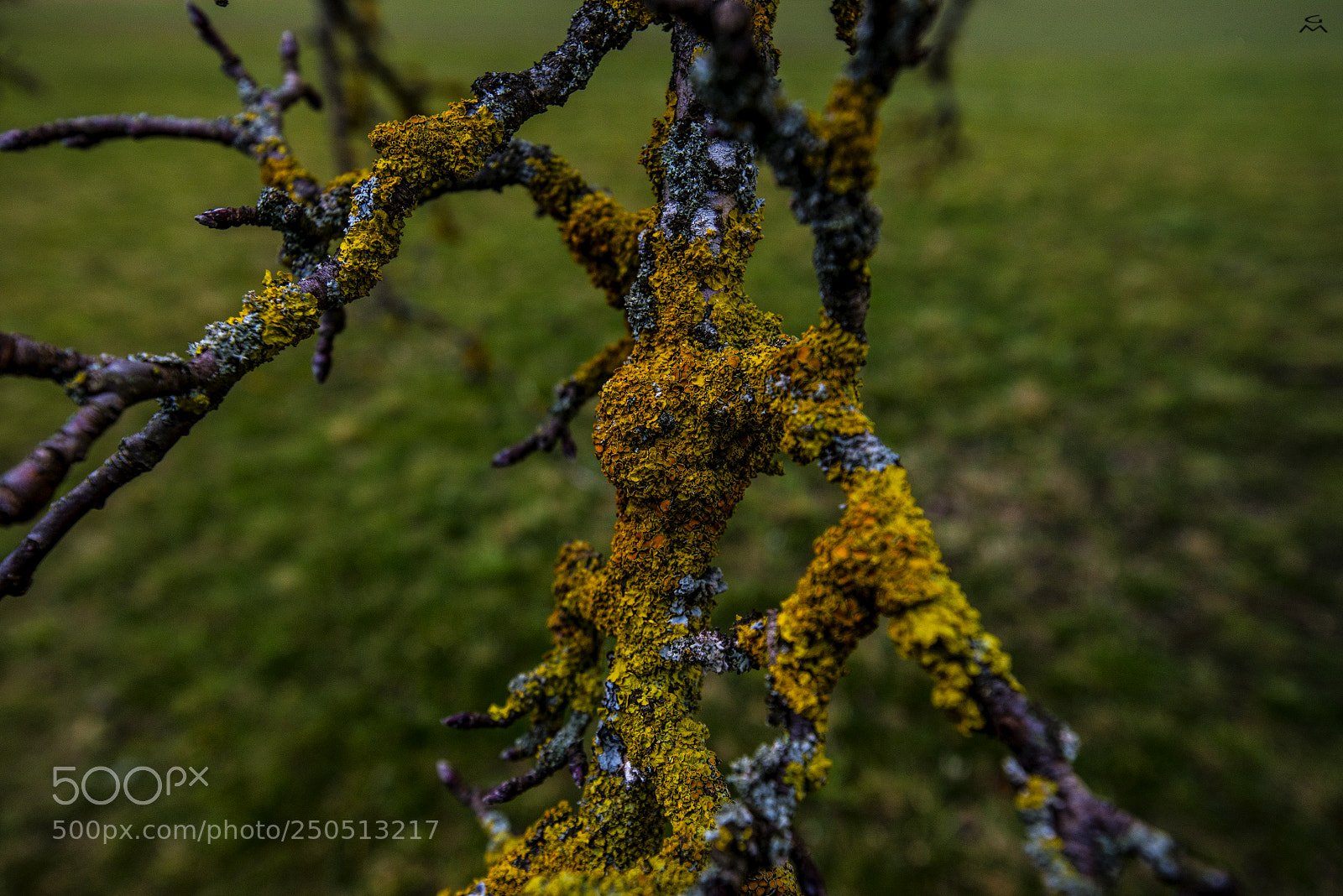 Nikon D800 sample photo. Very old branch photography