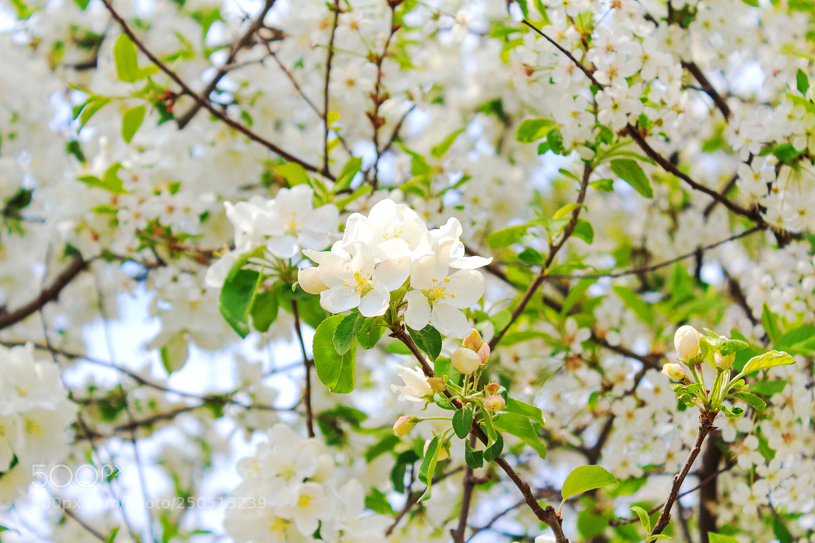 Canon EOS 650D (EOS Rebel T4i / EOS Kiss X6i) sample photo. Tree with flowers photography