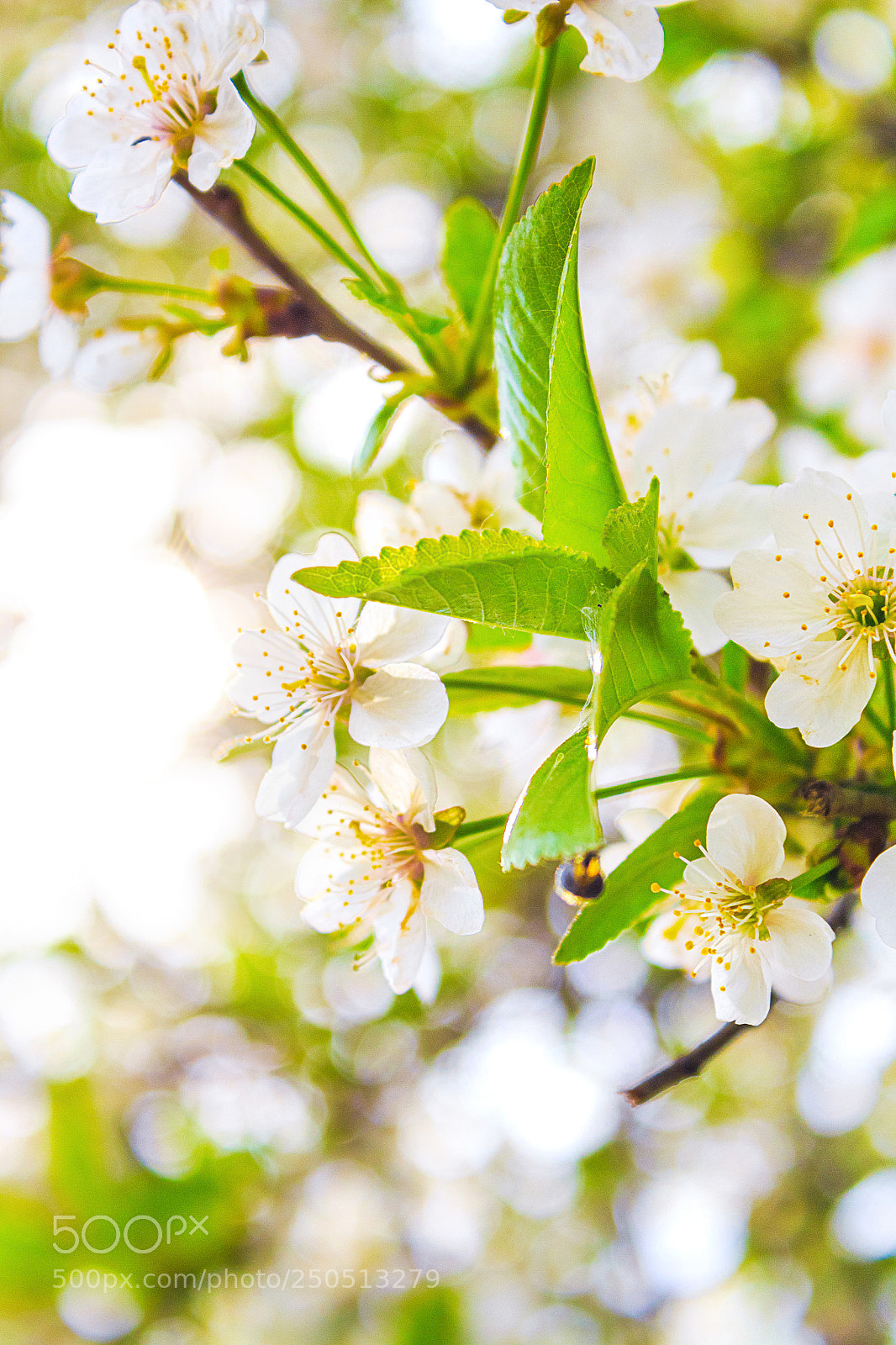 Canon EOS 650D (EOS Rebel T4i / EOS Kiss X6i) sample photo. Beautiful white flowers on photography