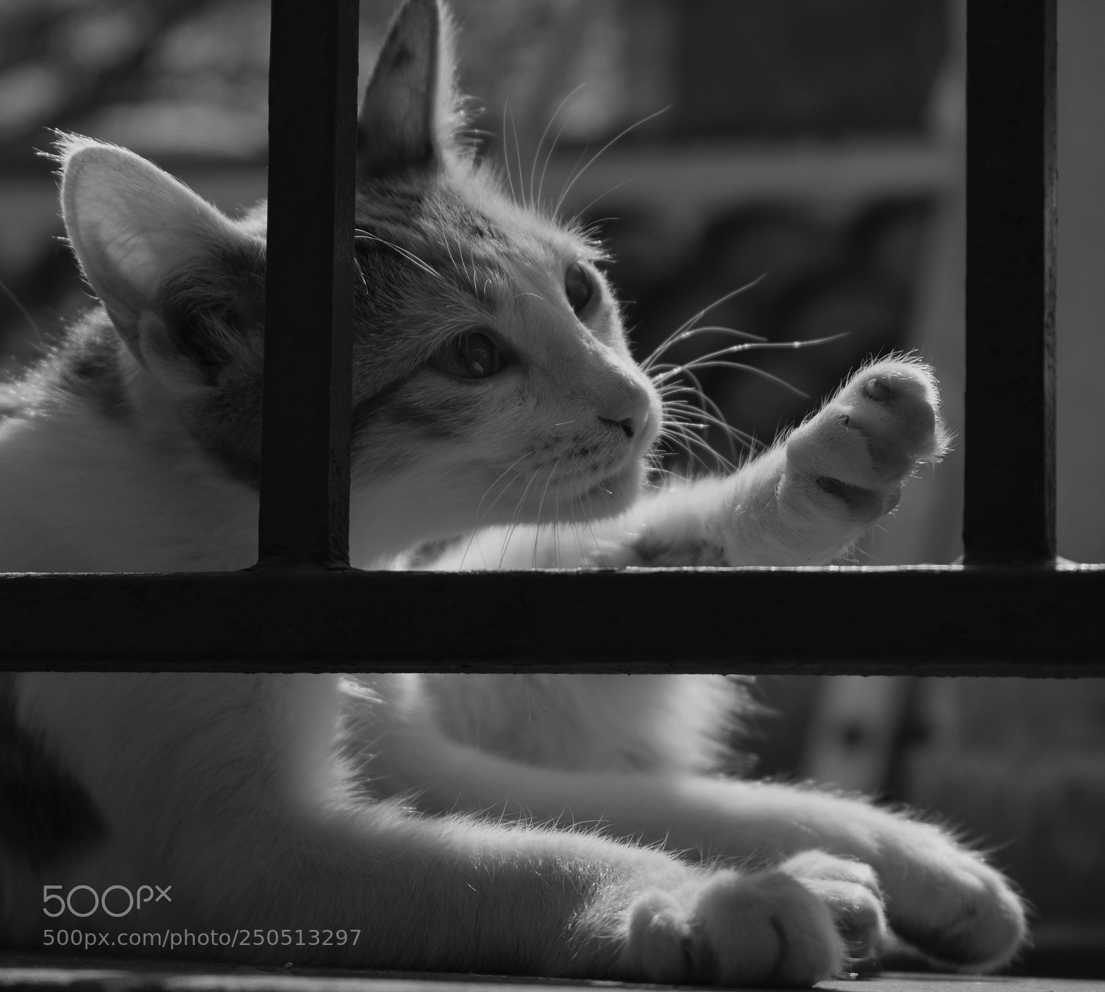 Nikon D3300 sample photo. Laureline photography