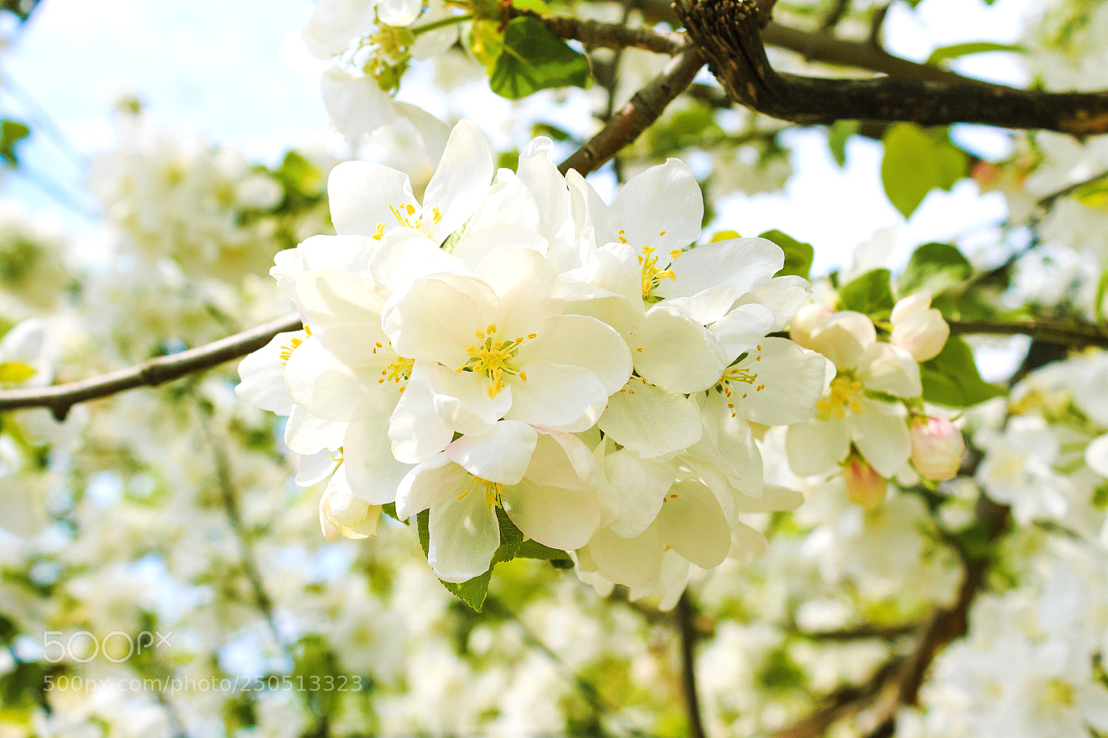 Canon EOS 650D (EOS Rebel T4i / EOS Kiss X6i) sample photo. White flowers on a photography