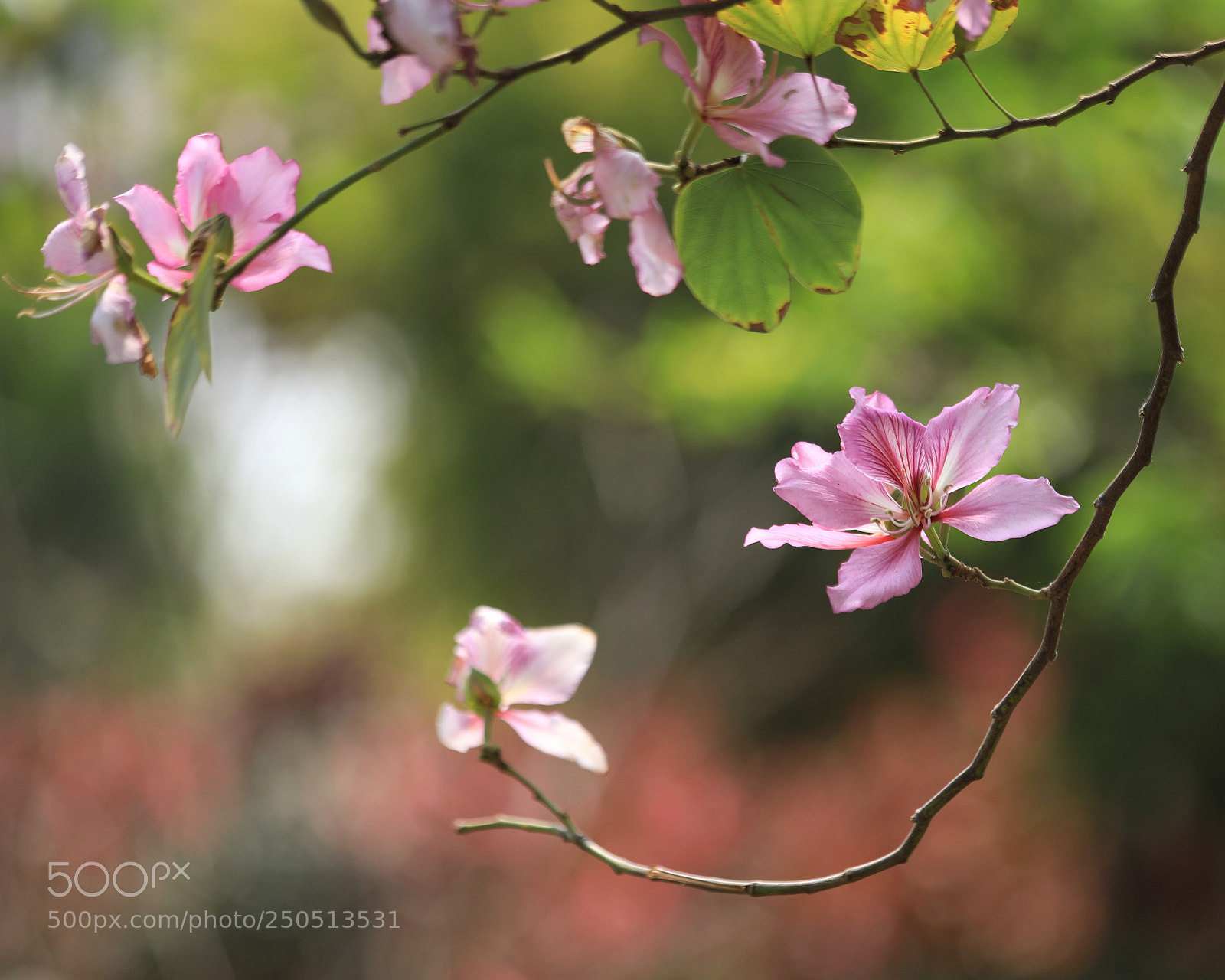 Canon EOS 5D Mark IV sample photo. Flowers photography
