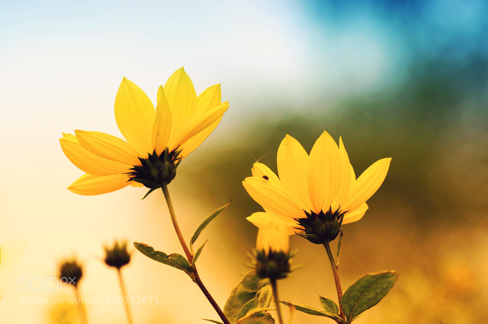 Nikon D3200 sample photo. It’s all yellow  photography