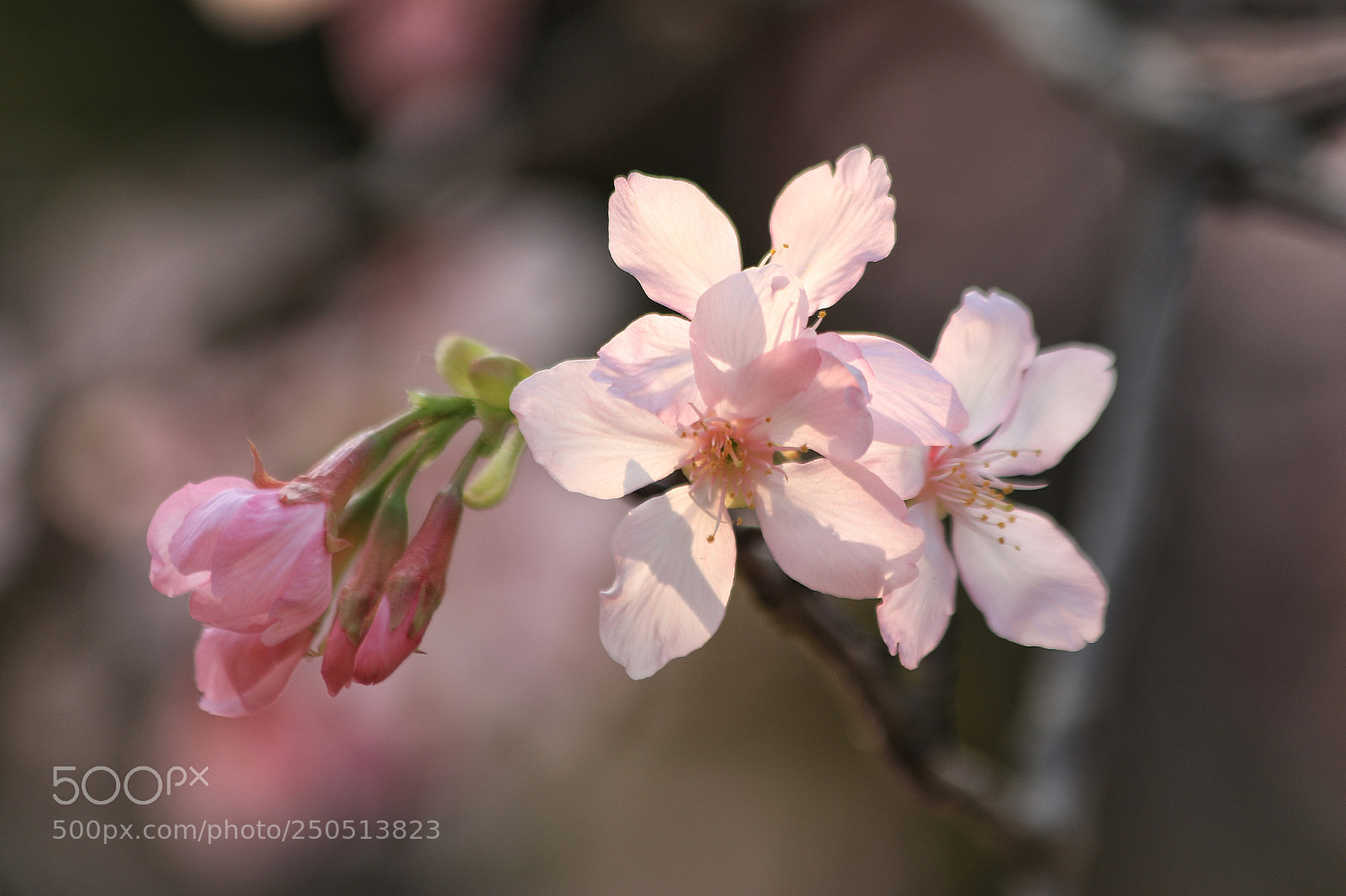 Canon EOS 5D Mark IV sample photo. Flowers photography