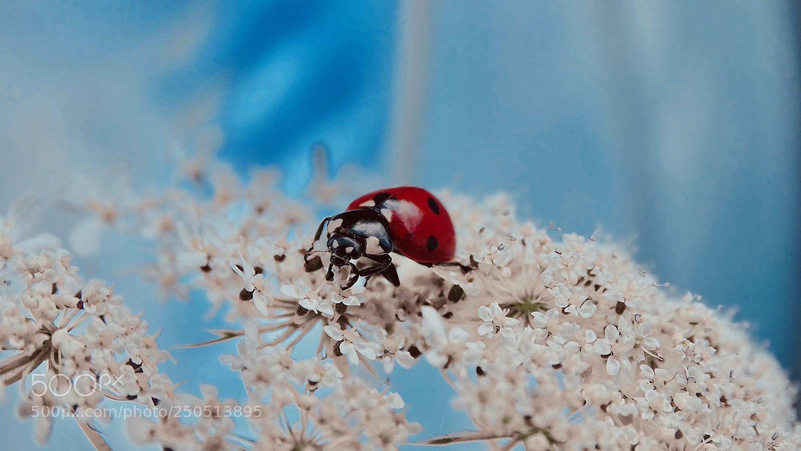 Sony Cyber-shot DSC-HX400V sample photo. Edit gone wild xlv photography