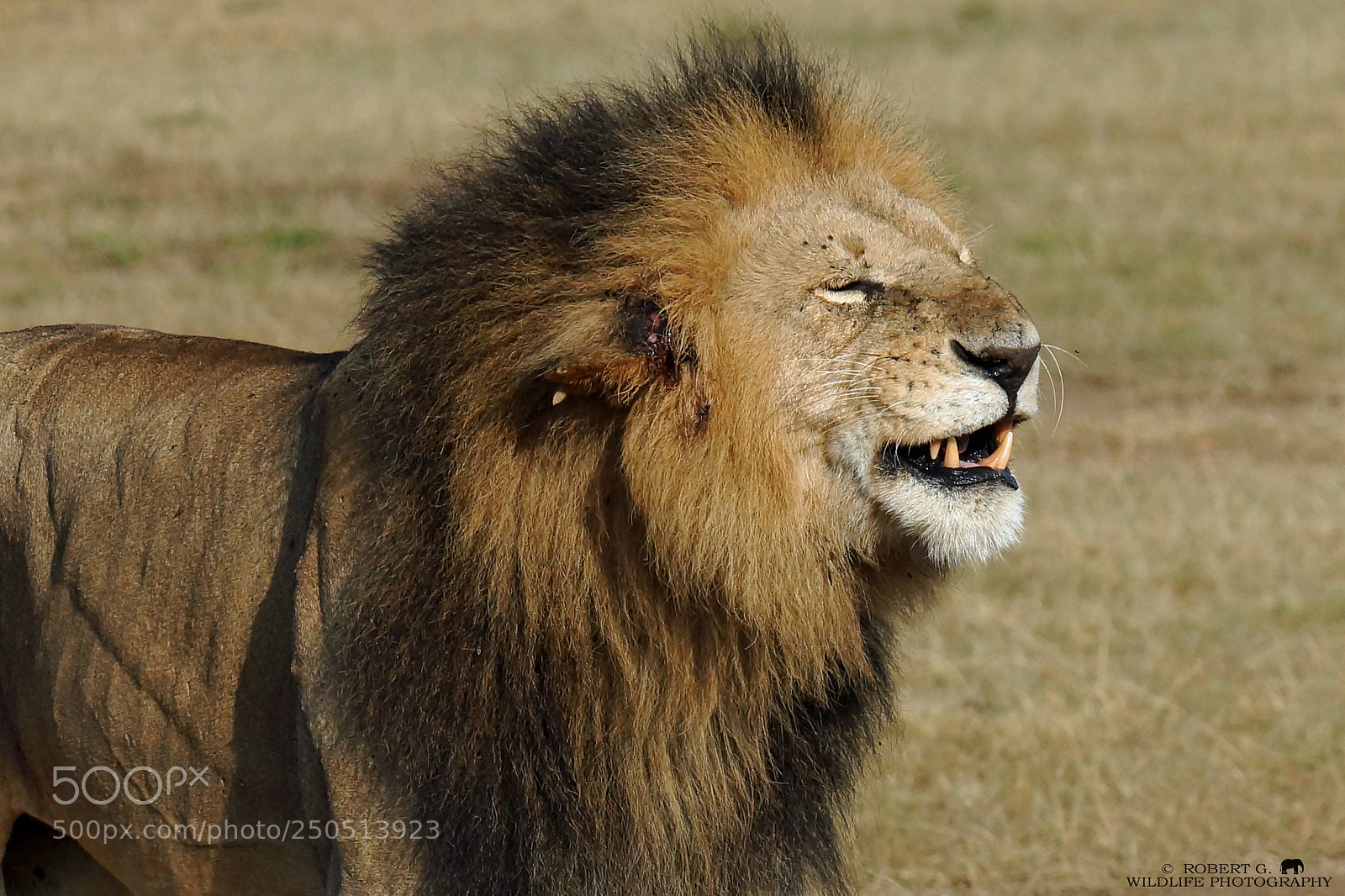 Sony SLT-A77 sample photo. Lion portrait photography