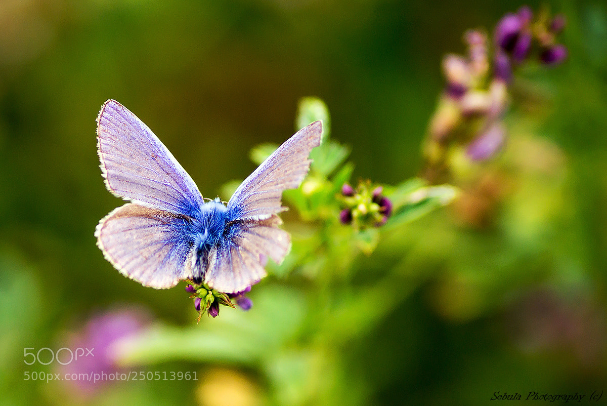 Sony SLT-A37 sample photo. Butterfly photography